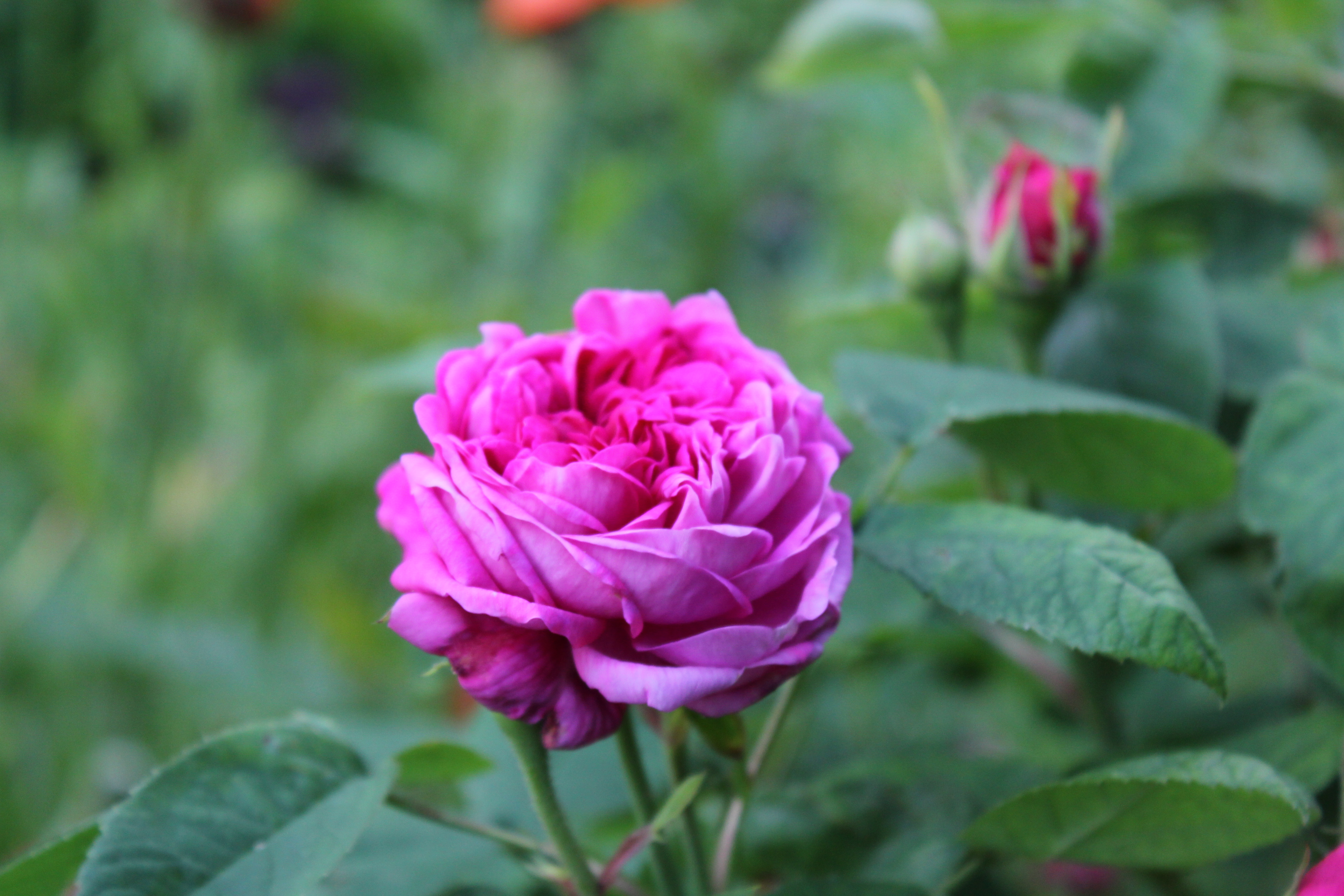 Pink rose flower - cc0.photo