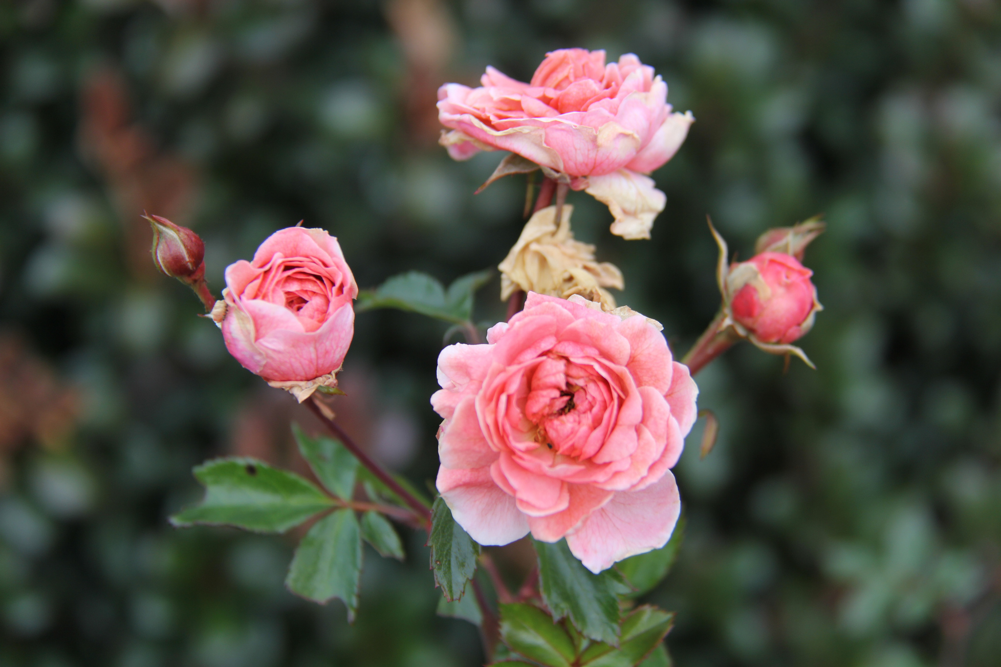 CAES NEWSWIRE | Homegrown Roses