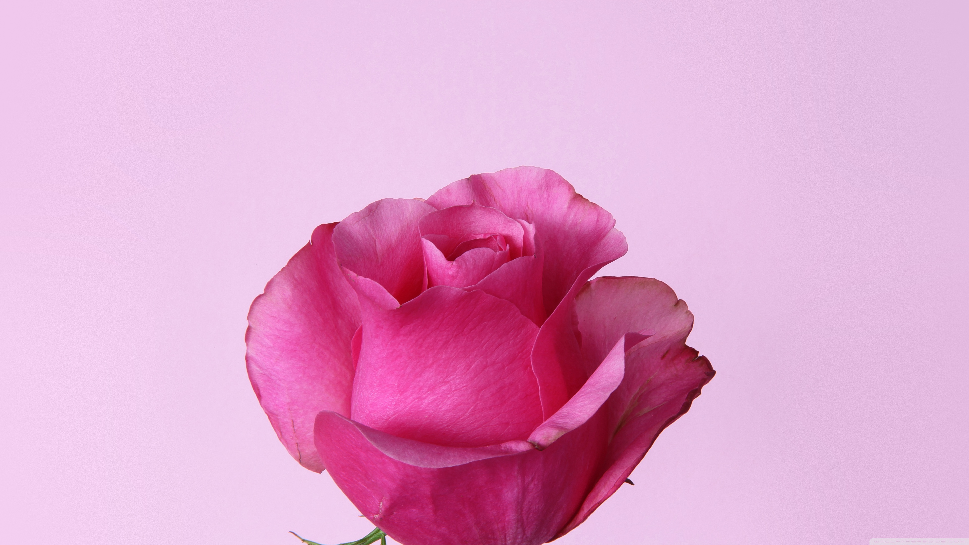 Pink rose photo