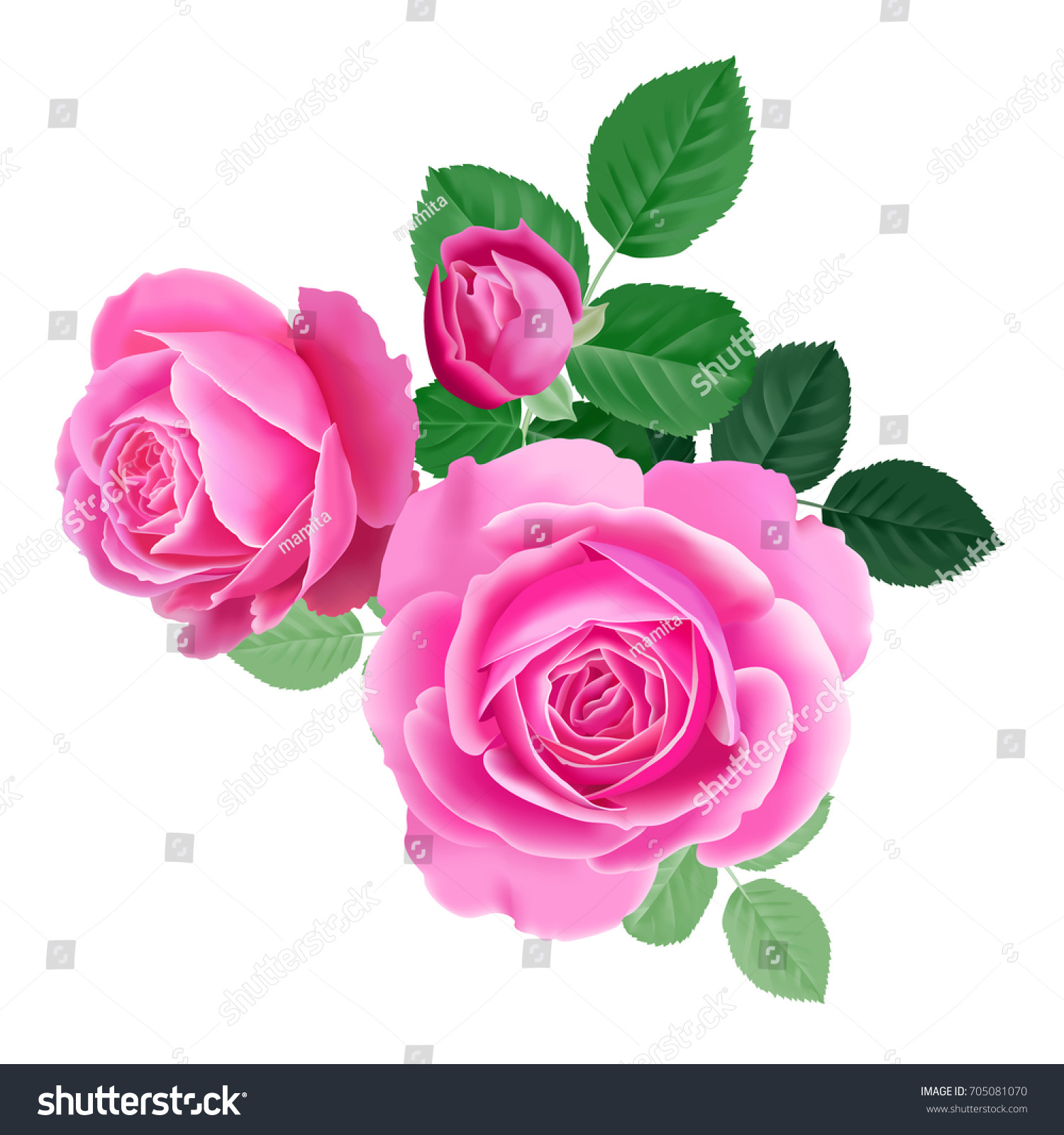 Pink Rose Isolated Bouquet Garden Flower Stock Vector 705081070 ...