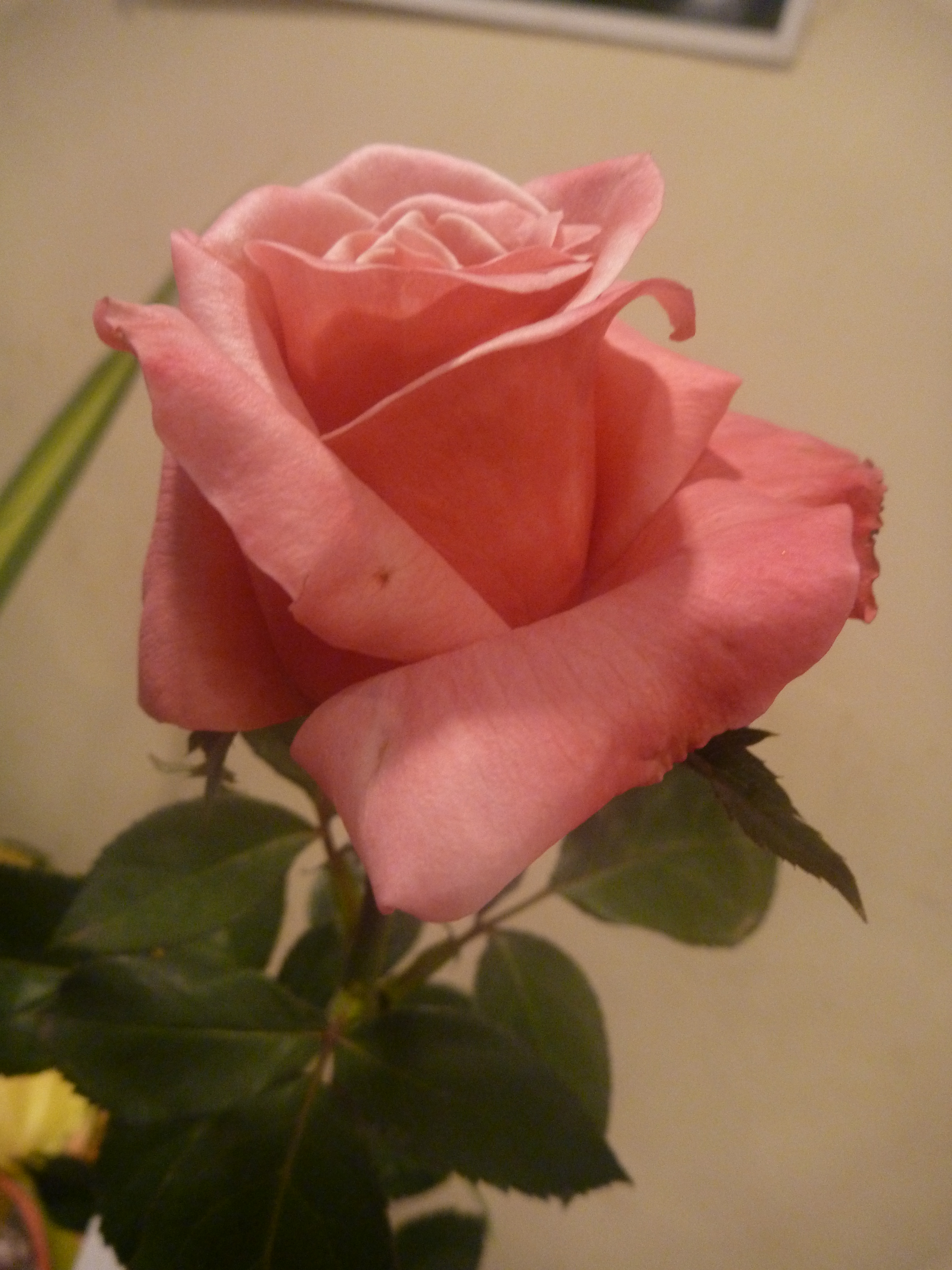 Beautiful Pink Rose : Public Domain Pictures