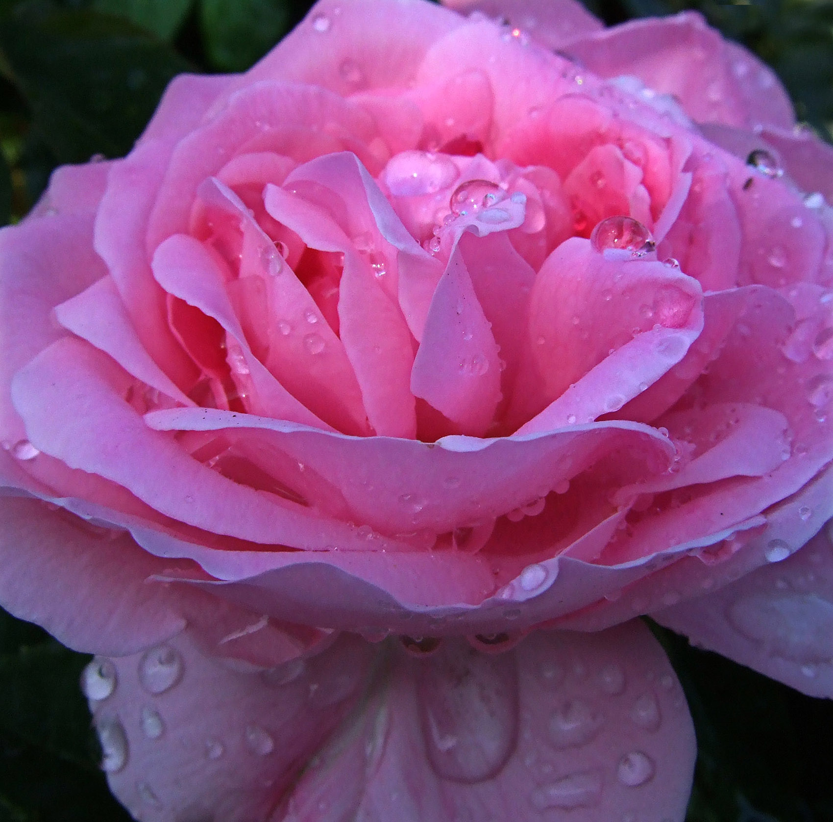 Pink Rose, water droplets -- Fuji F31fd camera