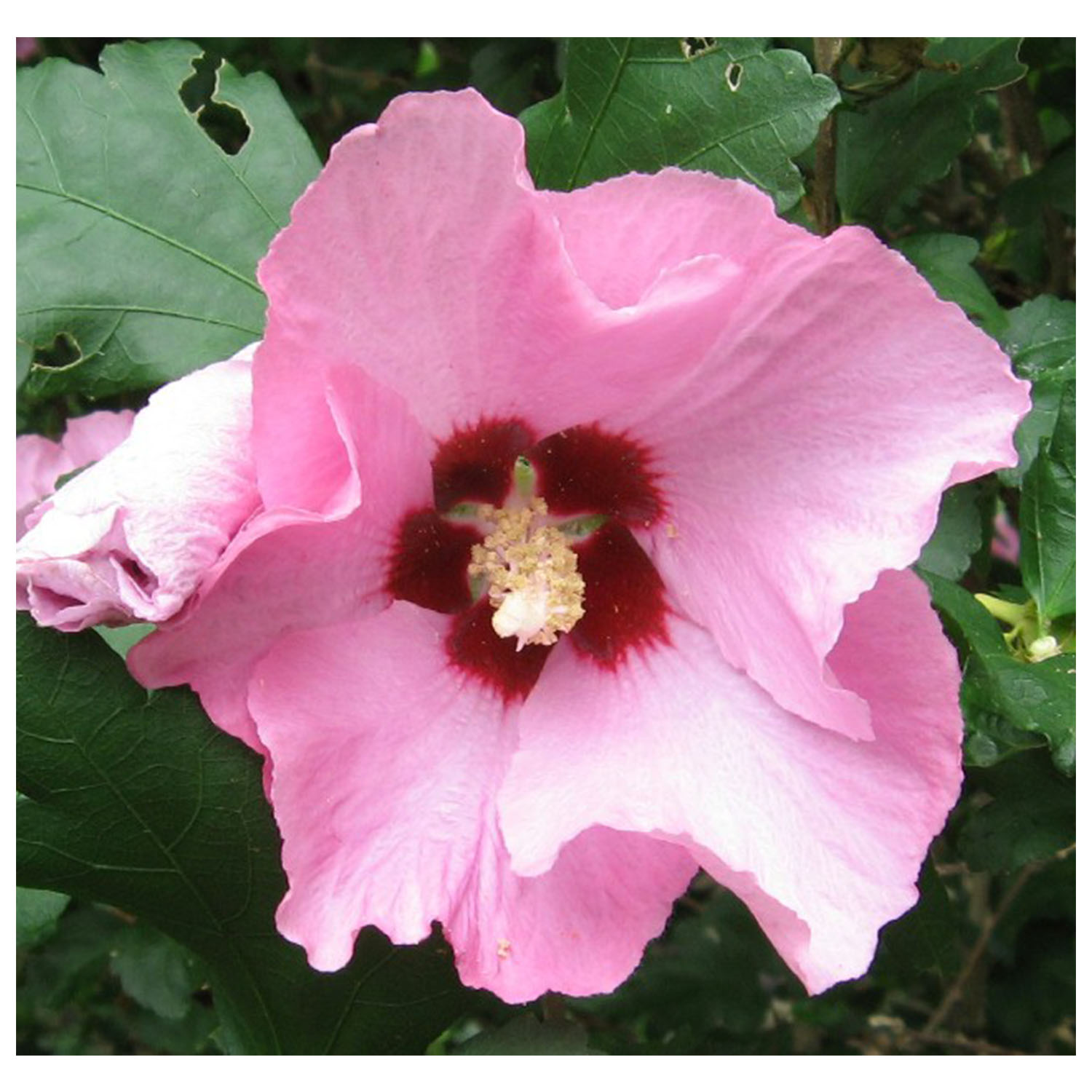 Rose of Sharon - Althea - Pink - 1 Gallon: Growers Solution
