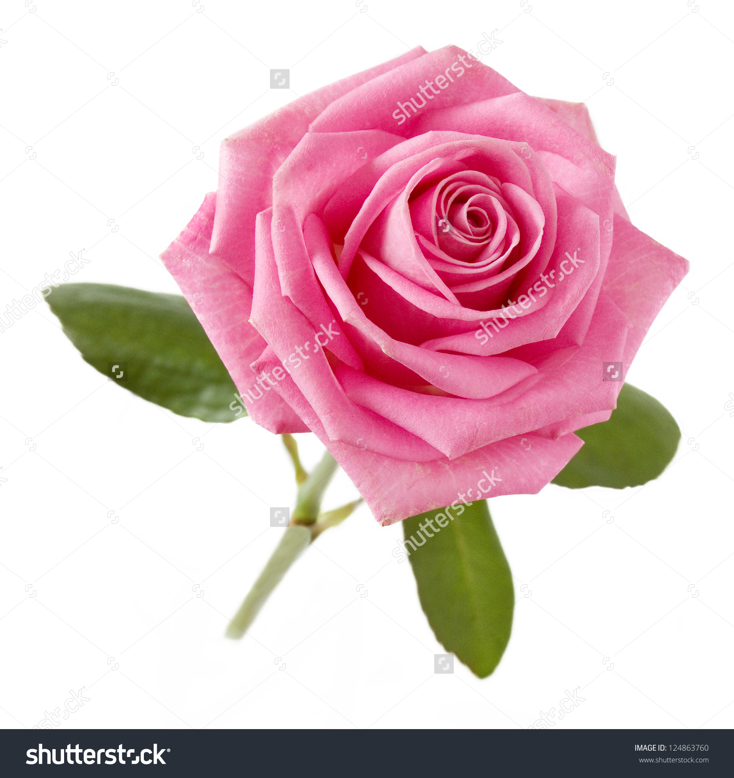 Free Pink Rose Picture 11098 - HDWPro