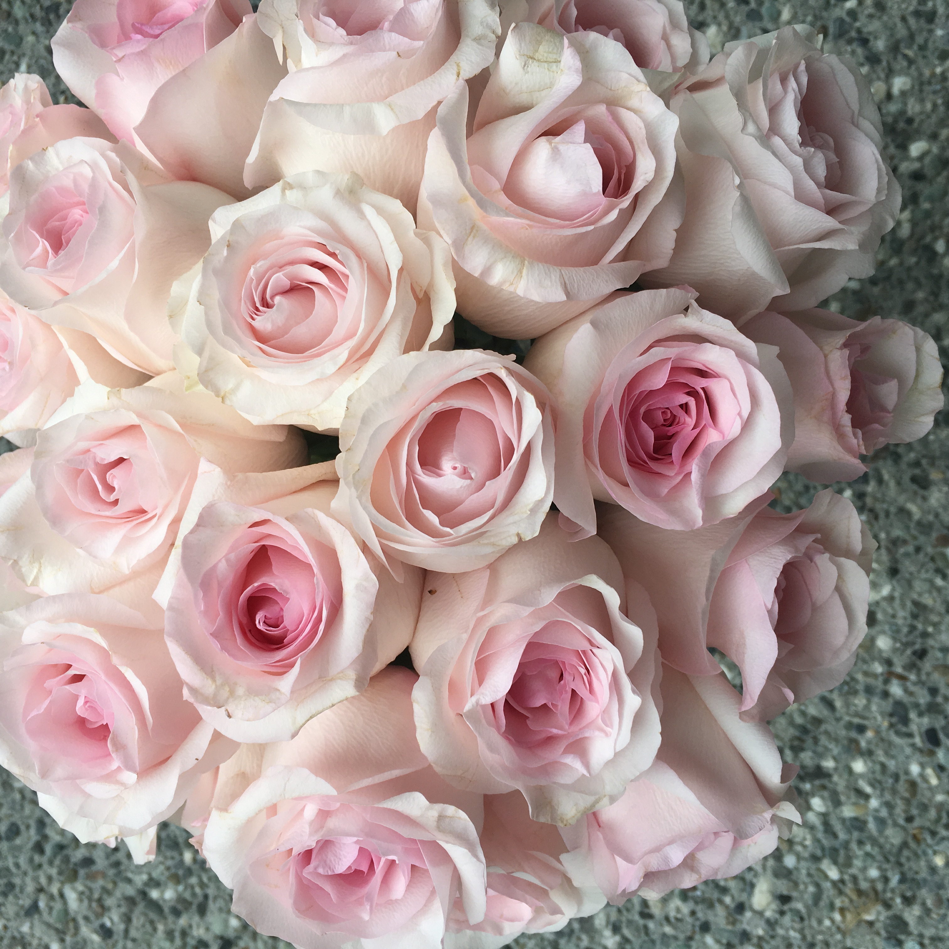 Pink Rose Study with Amato Wholesale | Flirty Fleurs The Florist ...