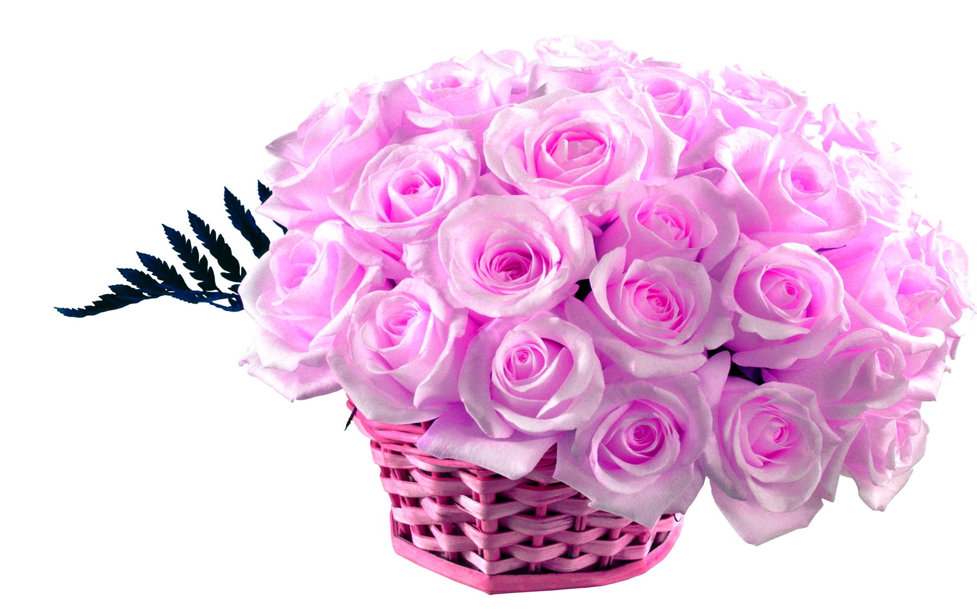 Pink Roses Images Group with 42 items