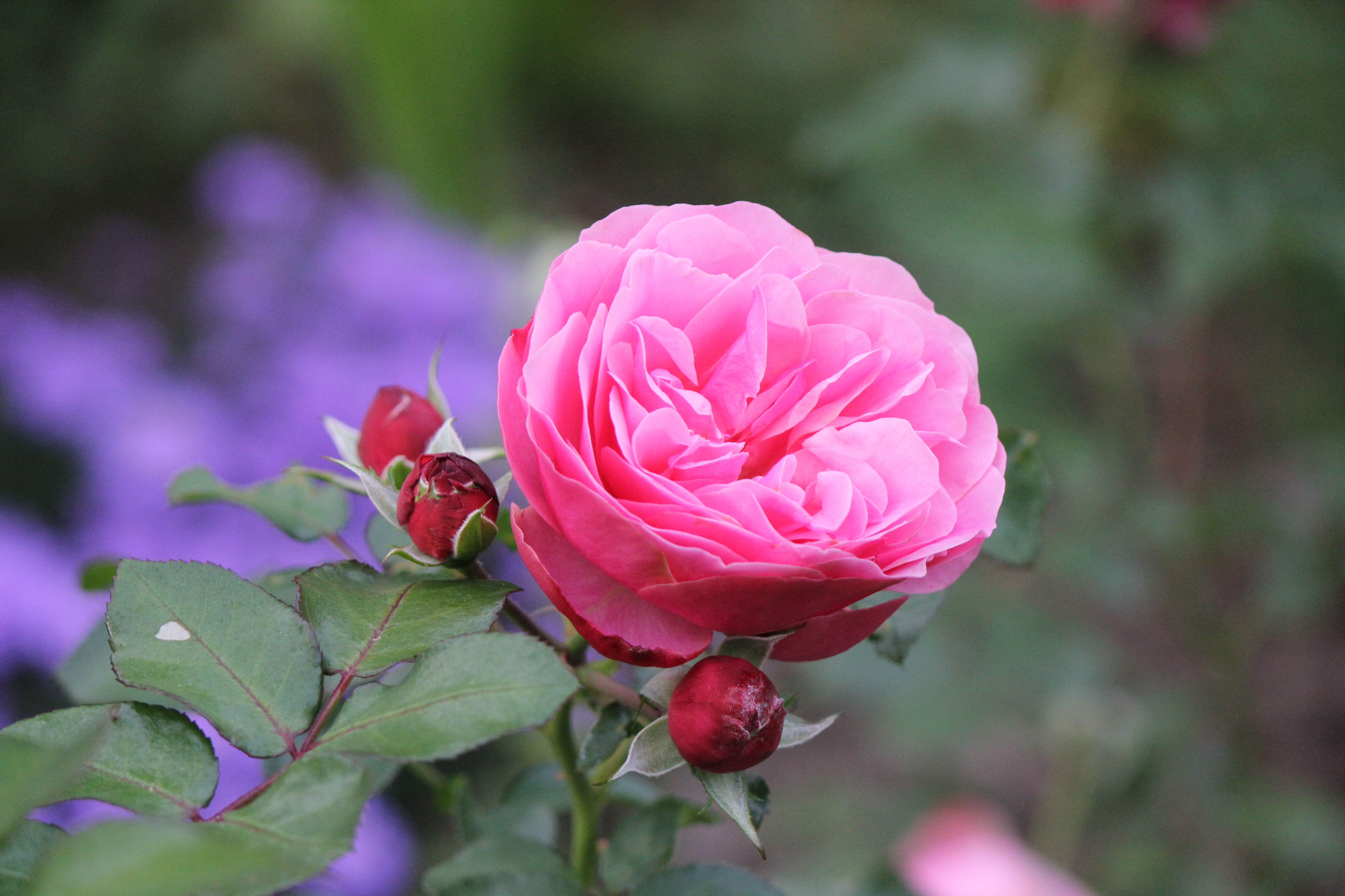 Pink rose with buds - cc0.photo
