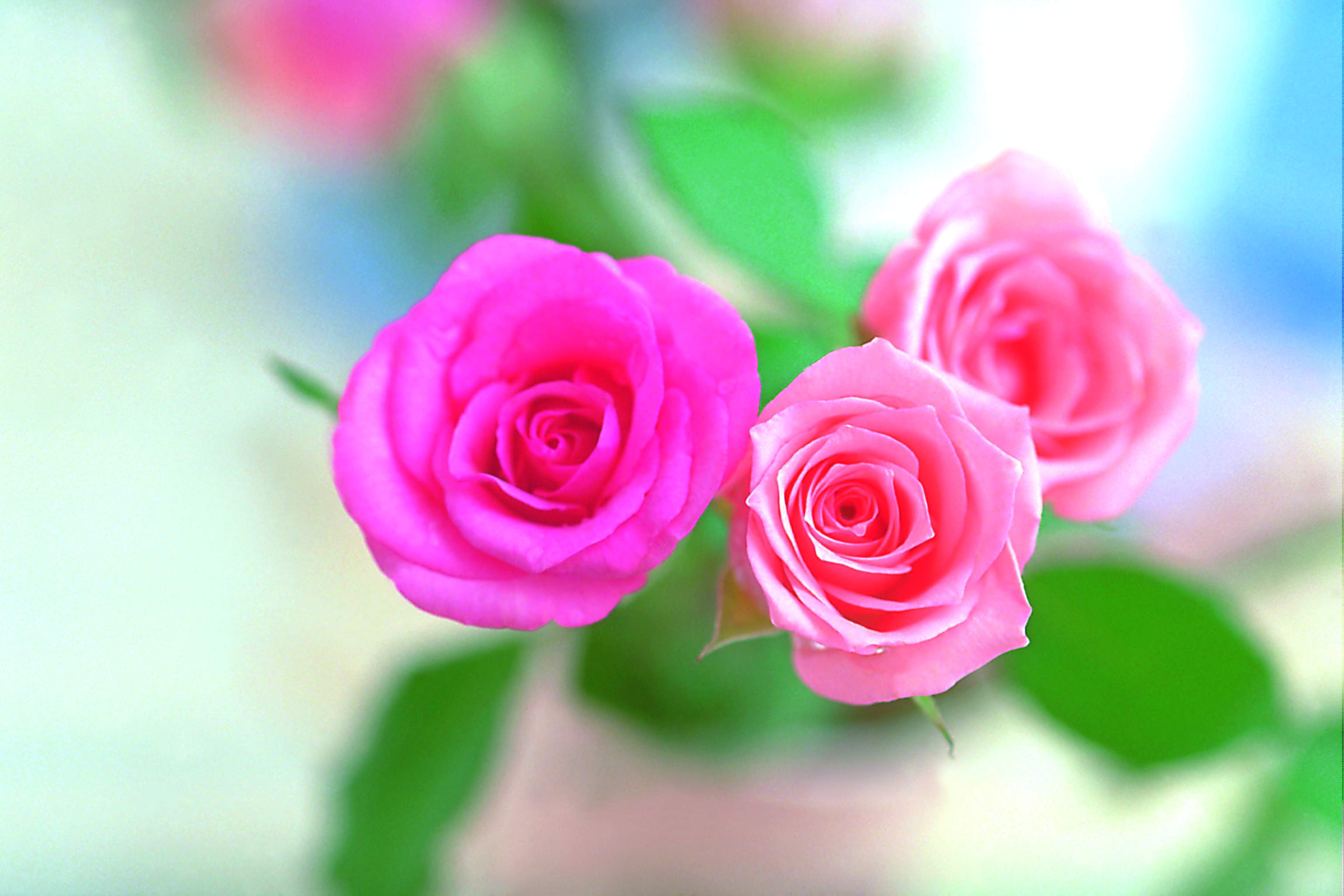 Desktop Of Pink Rose Flower Wallpaper Flowers Hd For Pics ...