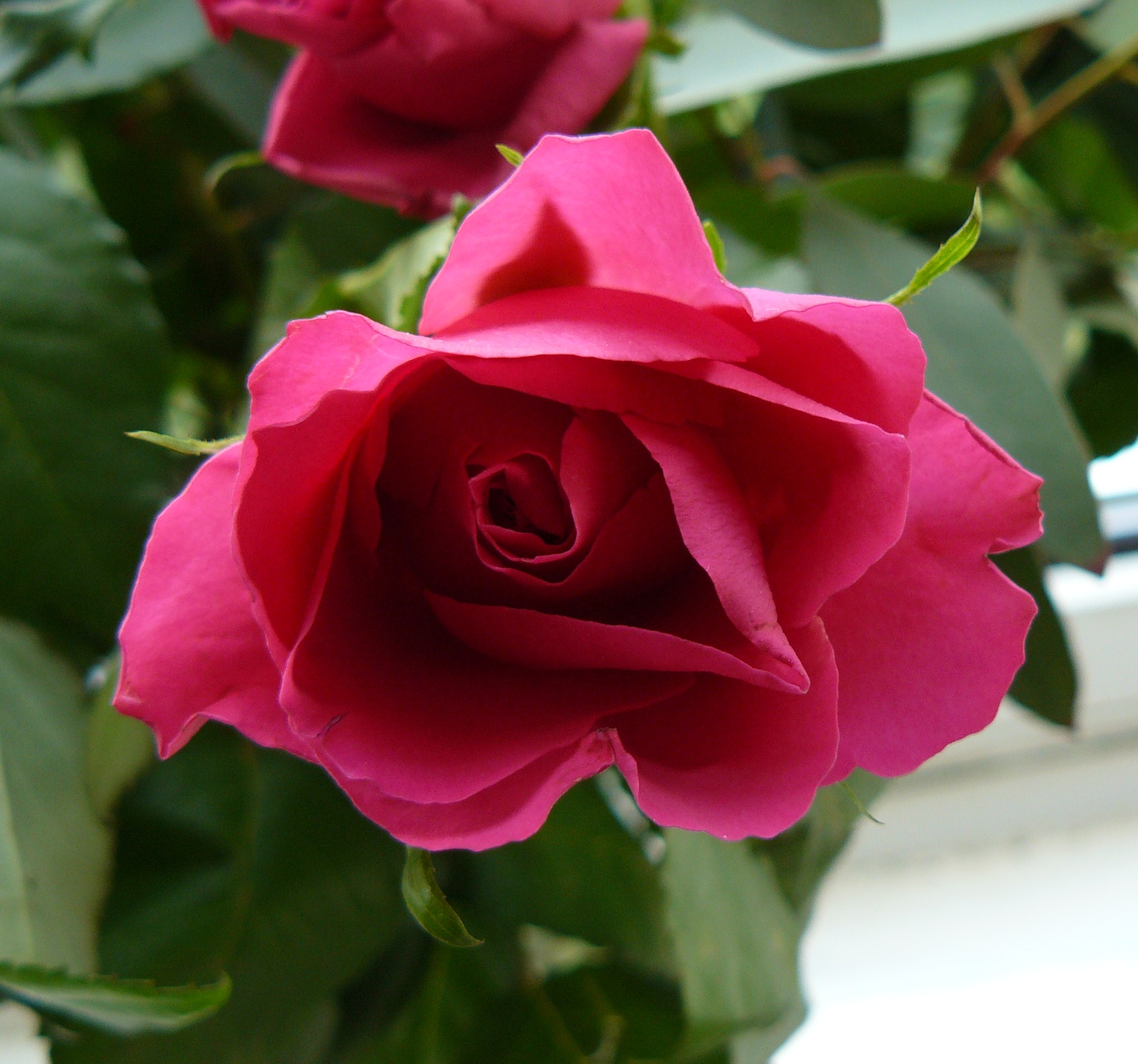 File:Pink Rose.JPG - Wikimedia Commons