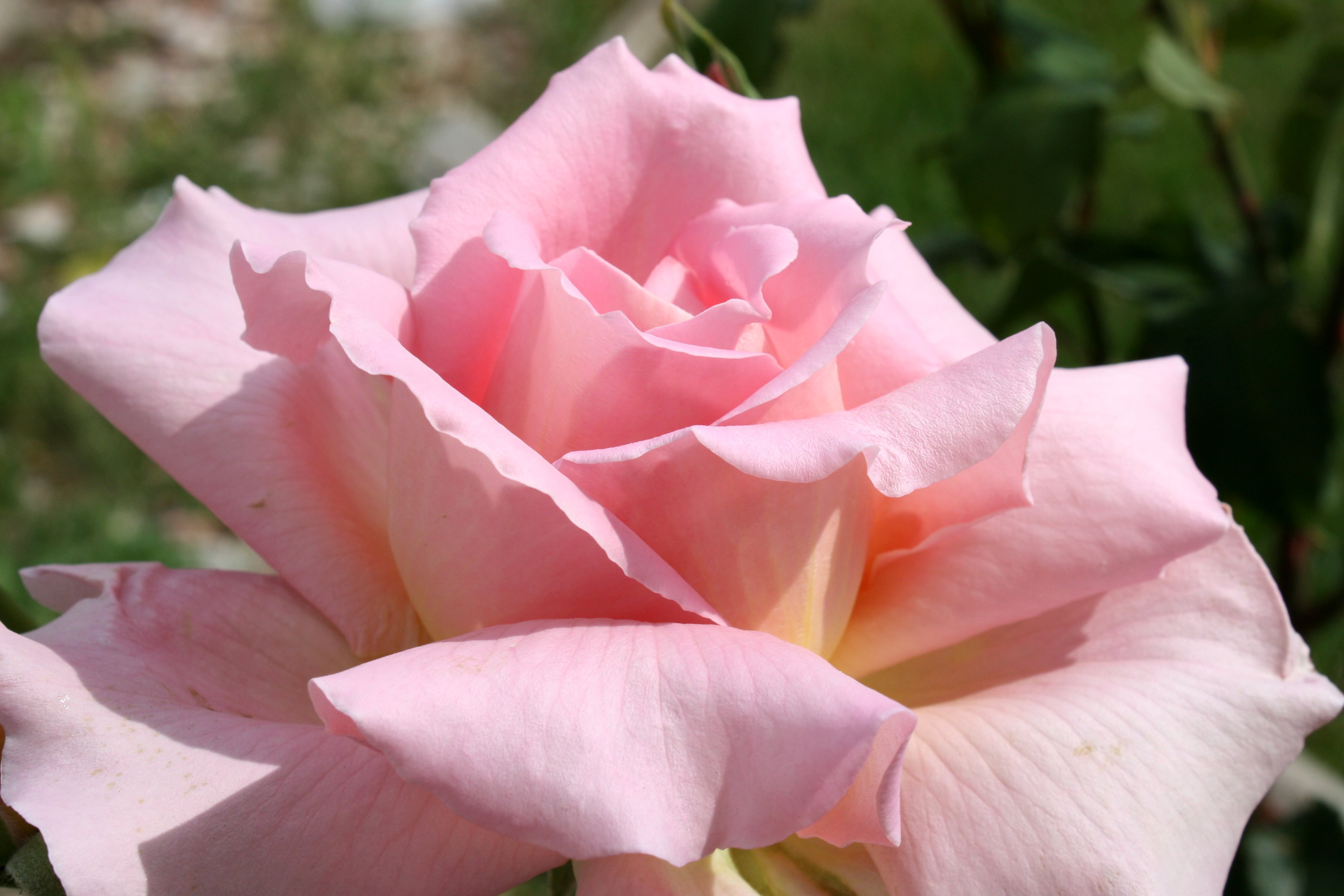 Pink Rose Close Up Picture | Free Photograph | Photos Public Domain