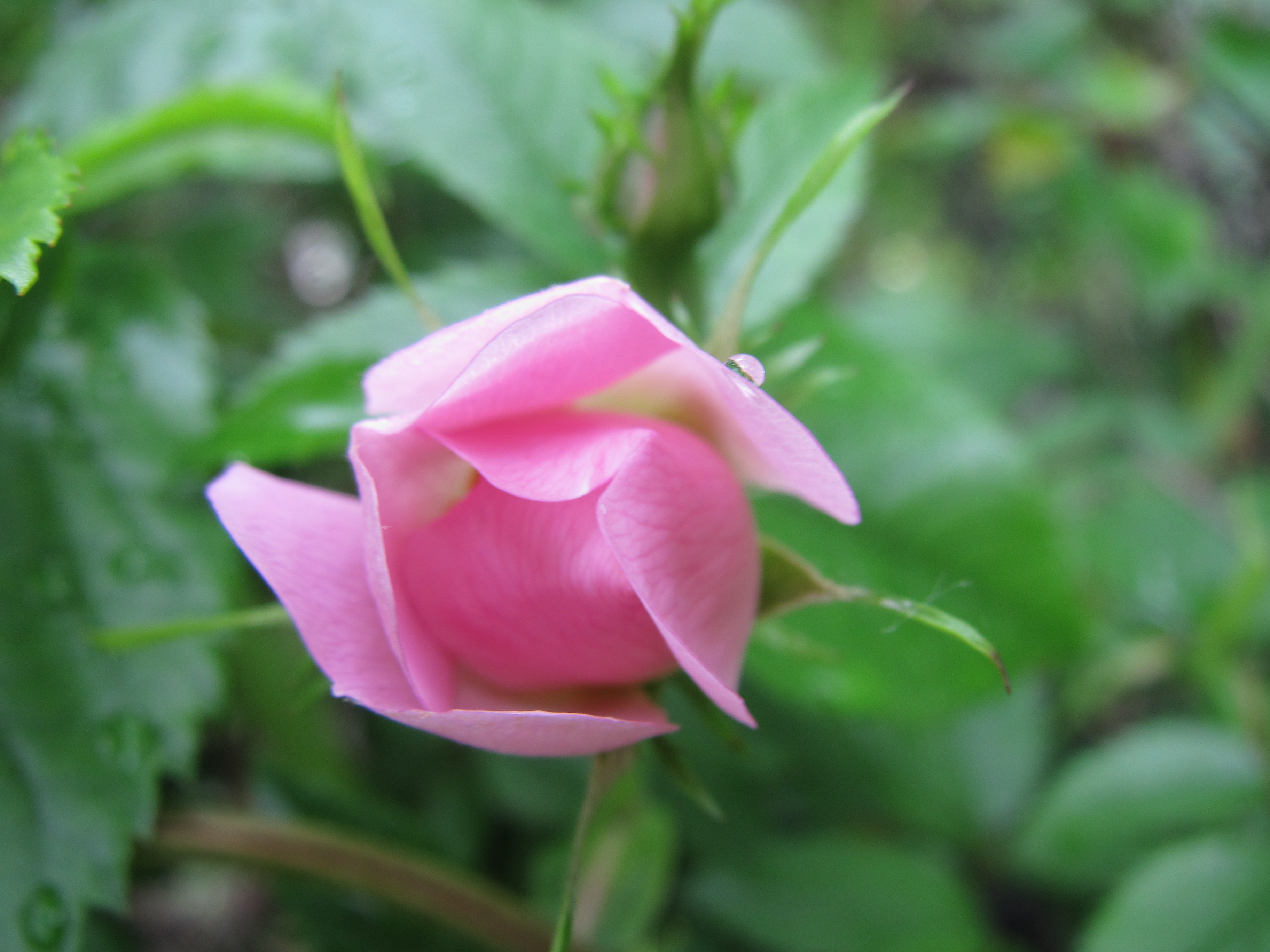 Pink rose, Flora, Flower, Garden, Nature, HQ Photo