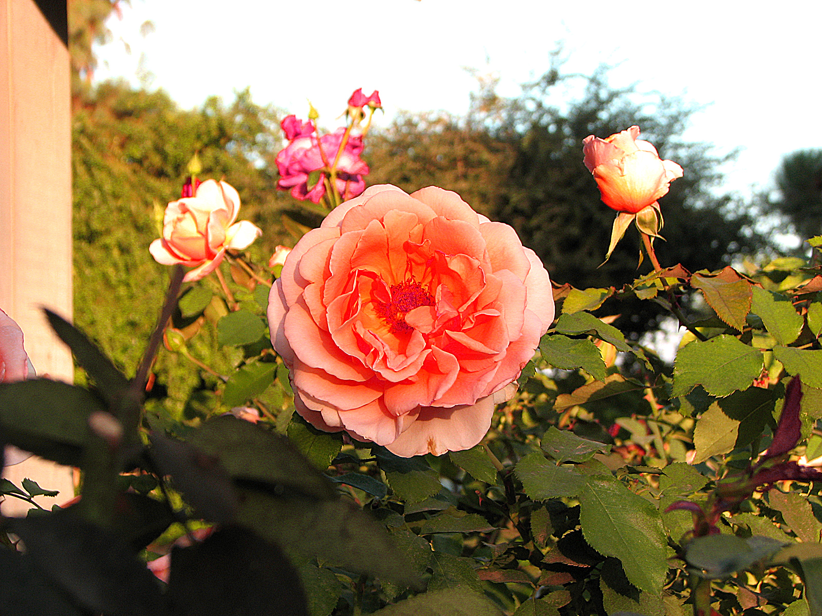 Pink Rose, Bloom, Bspo06, Flower, Pink, HQ Photo