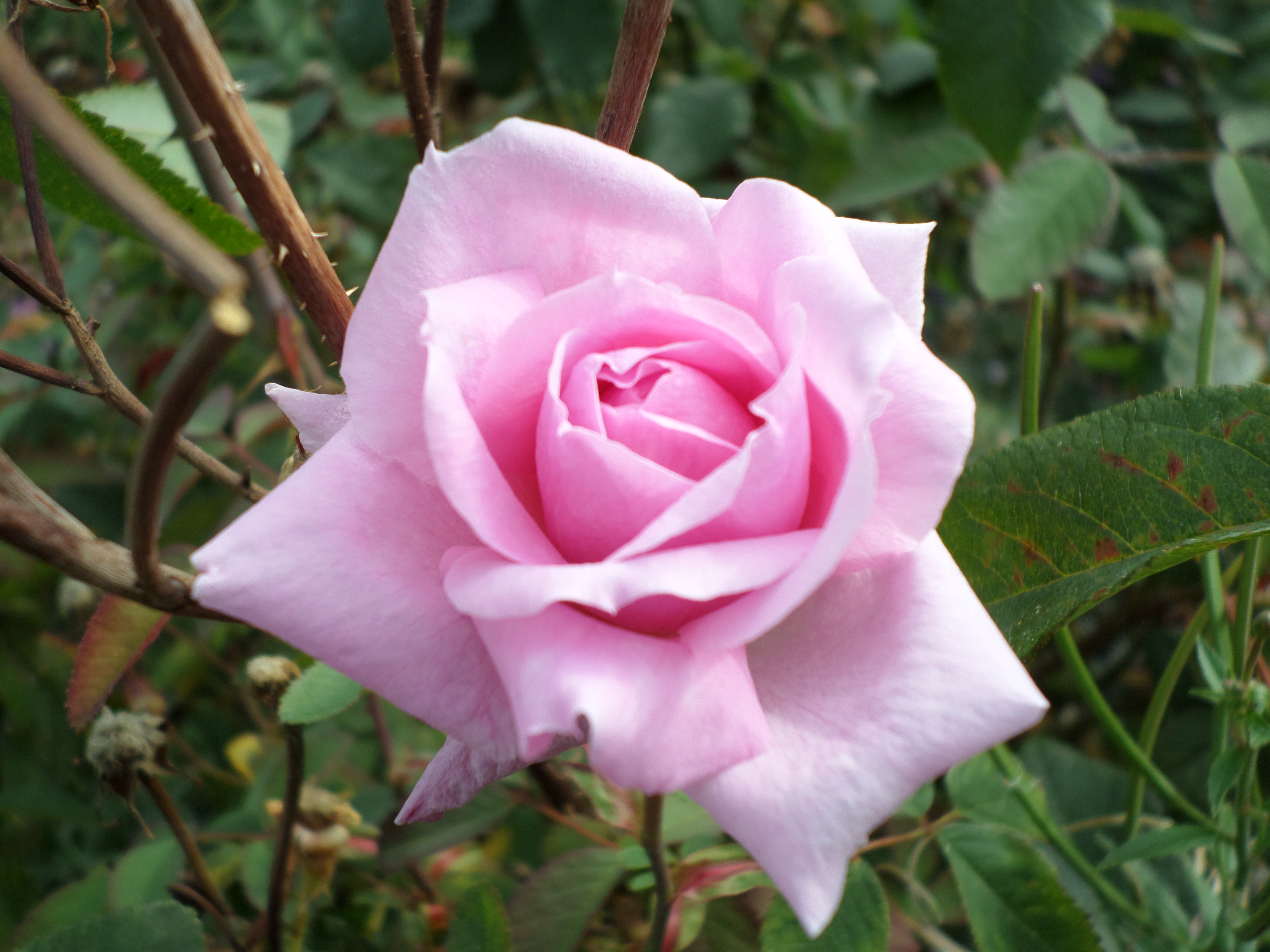 Pink rose, Bloom, Flower, Park, Petals, HQ Photo