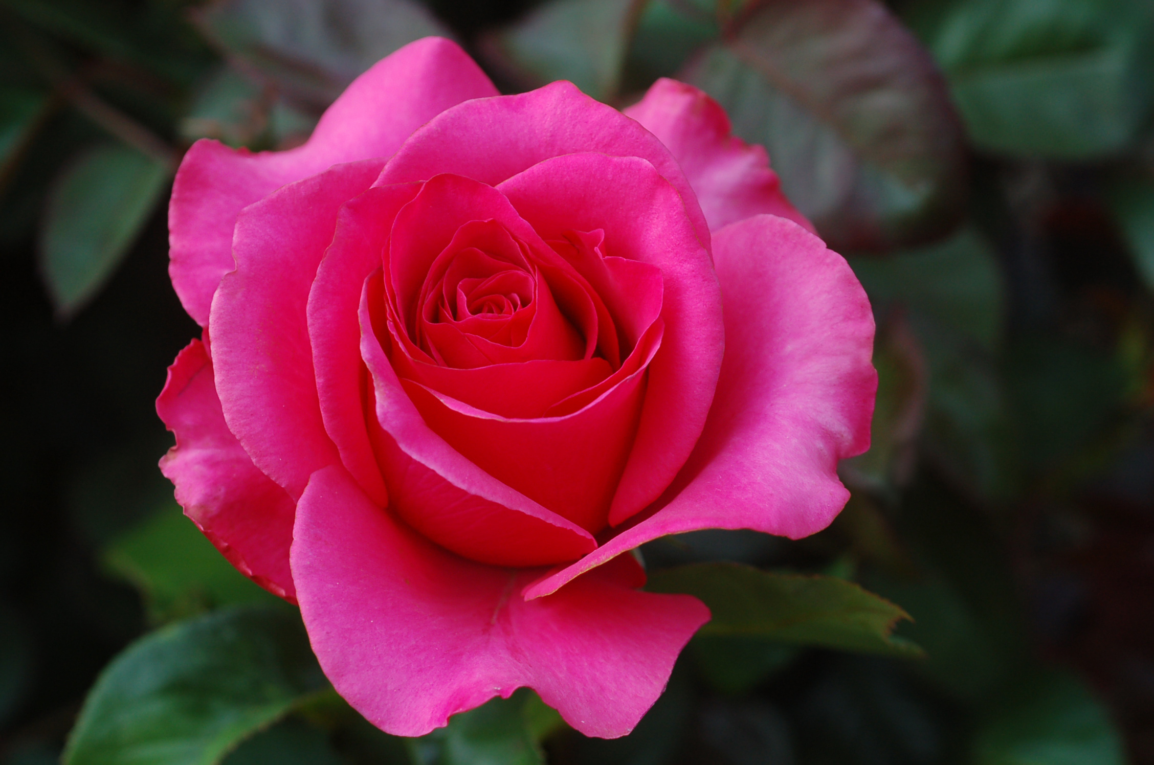 Pink Rose, Bloom, Flower, Pink, Rose, HQ Photo