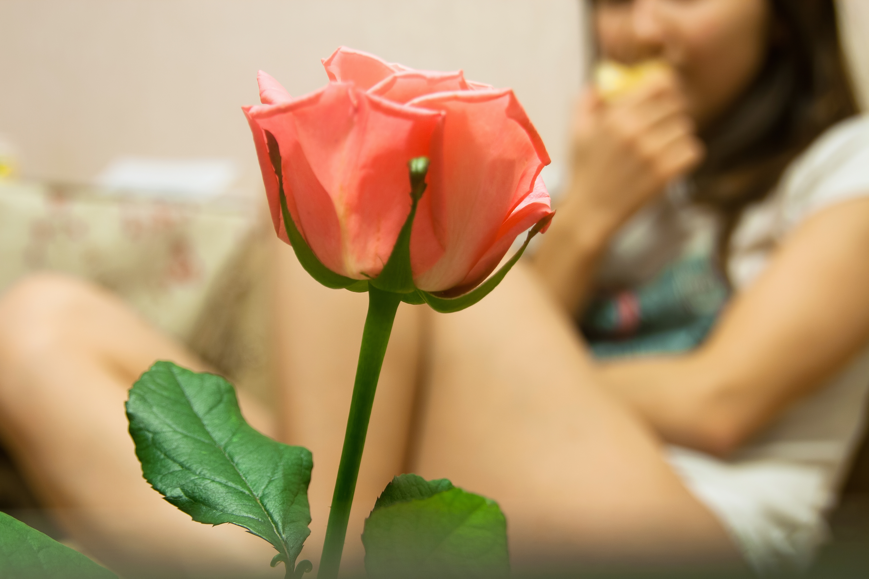Pink Rose, Body, Eating, Female, Flower, HQ Photo