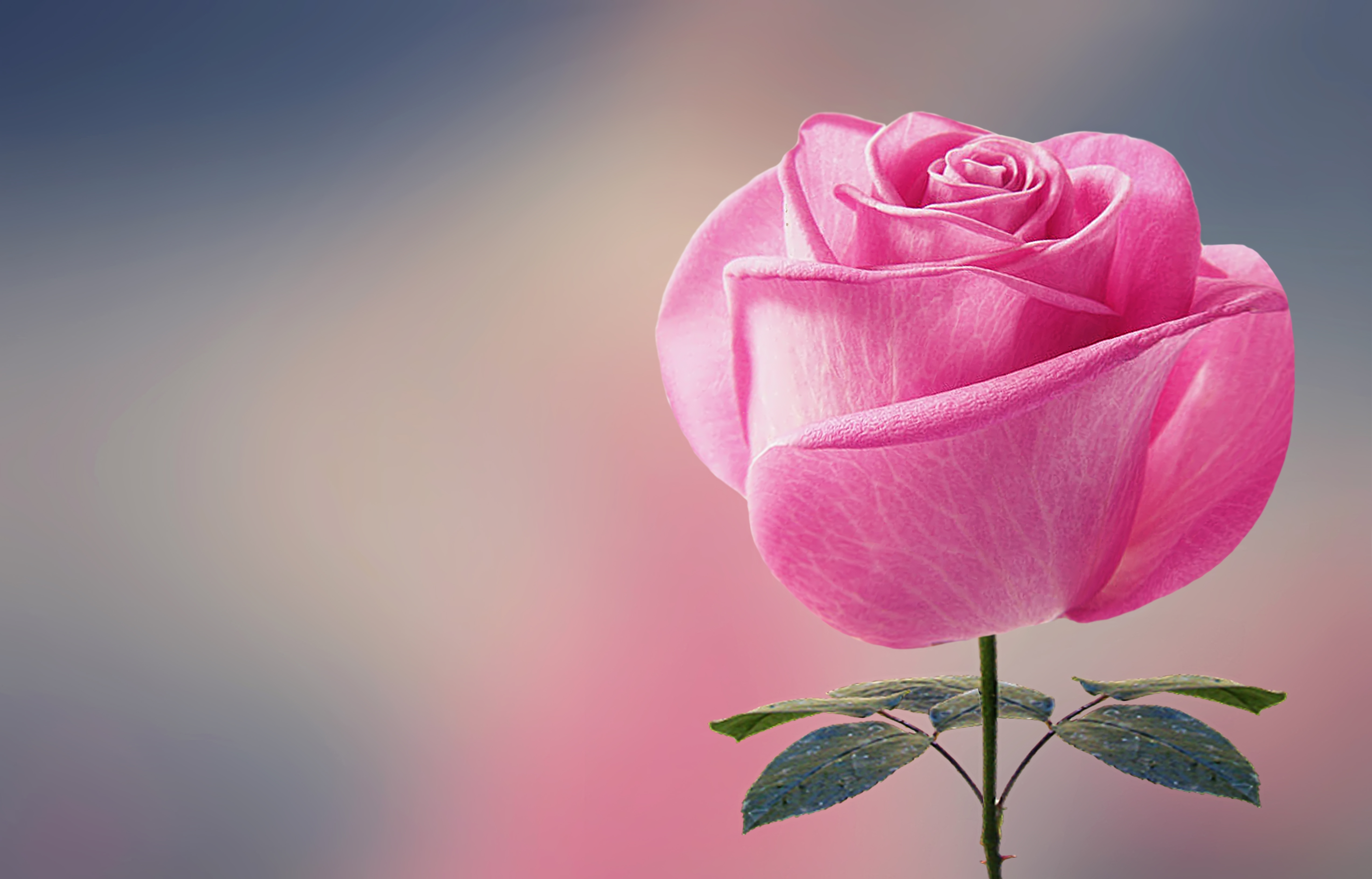 Pink rose | HDR creme