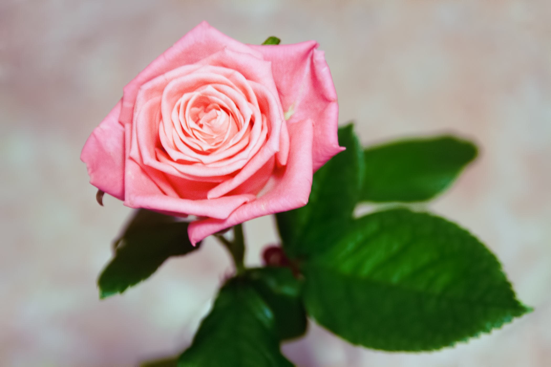 pink rose, Bloom, Blossom, Flower, Green, HQ Photo