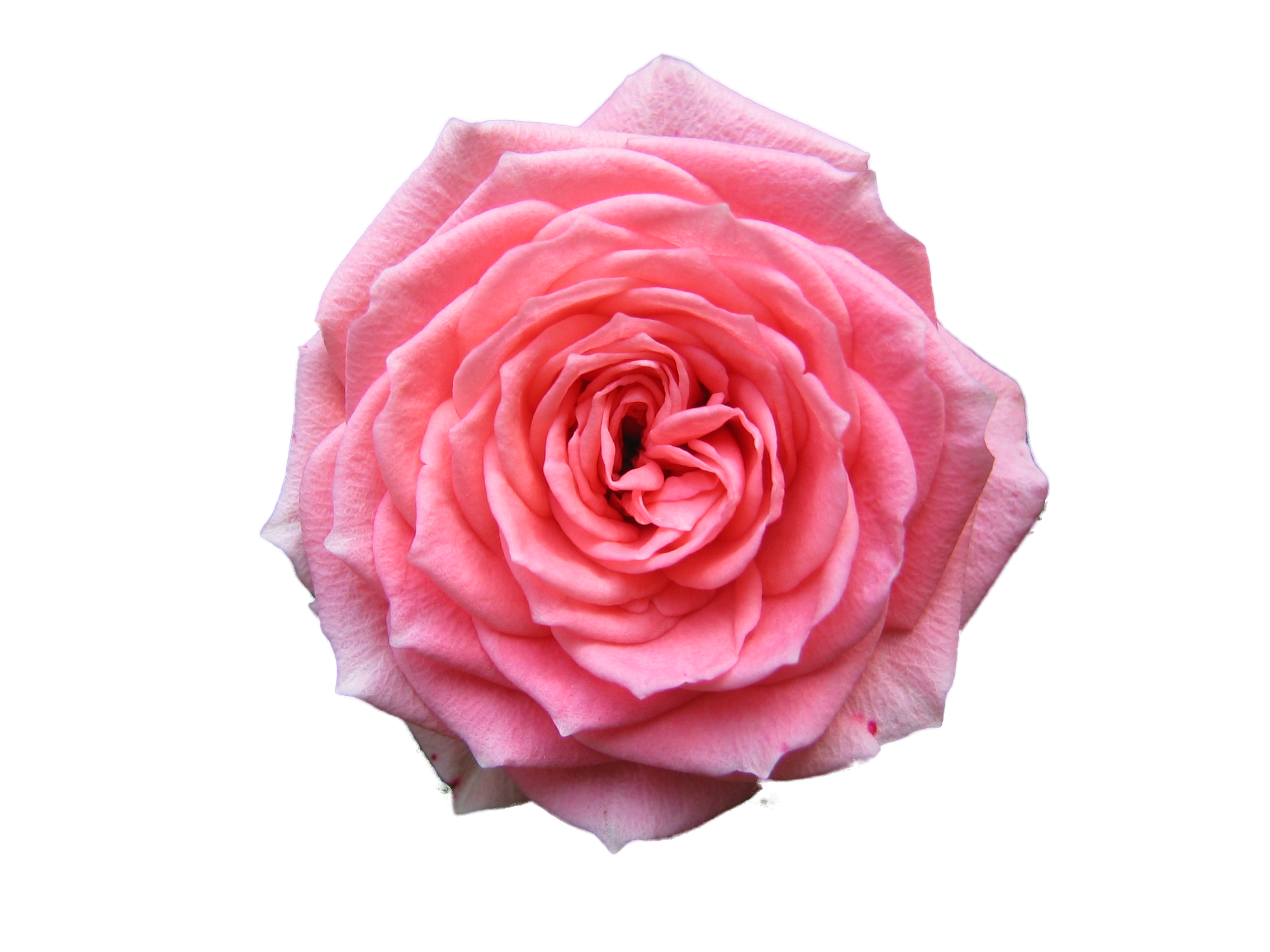 Pink Rose Transparent Background - Stickers | PNG