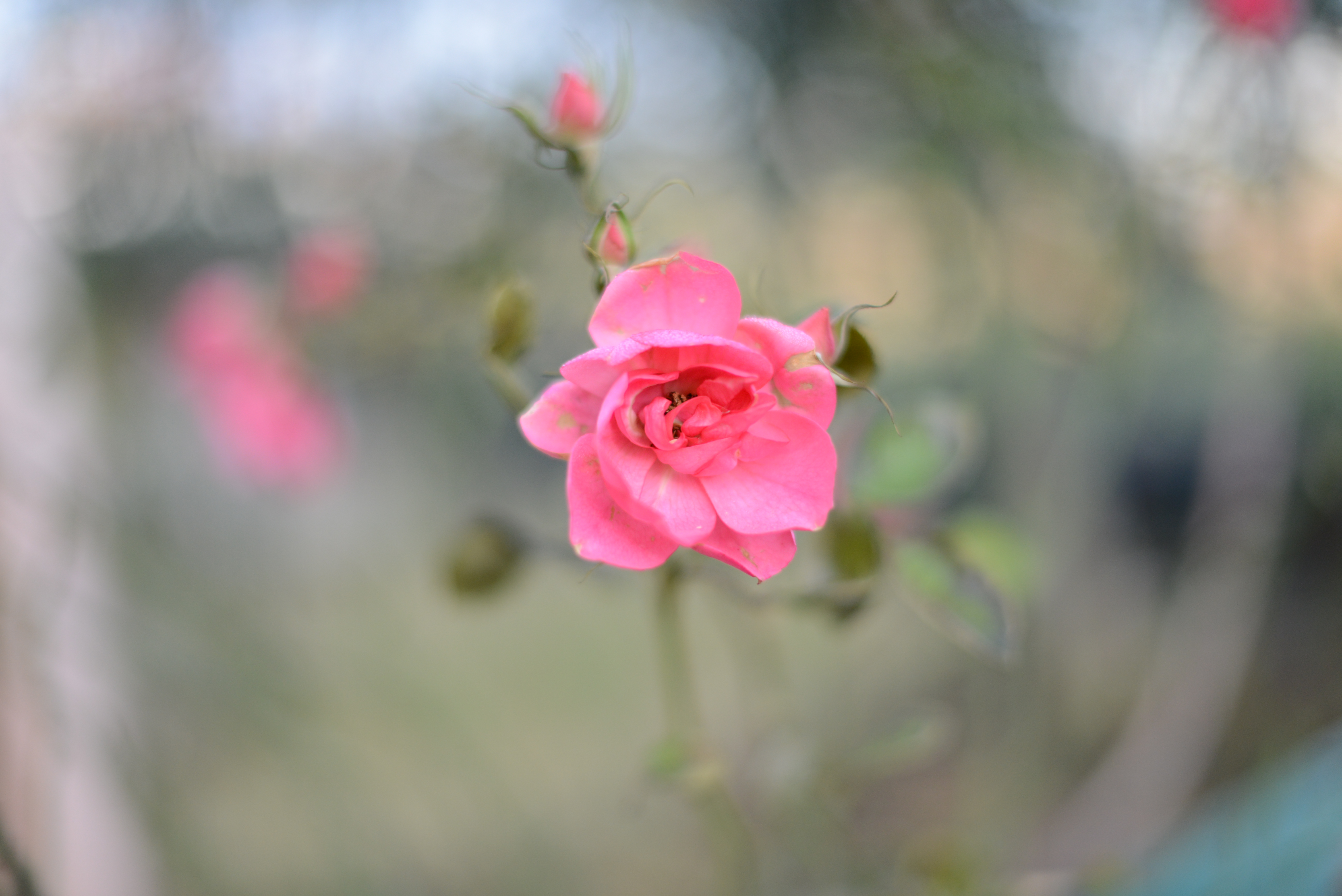 Pink Rose, Flower, Nature, Pink, Rose, HQ Photo