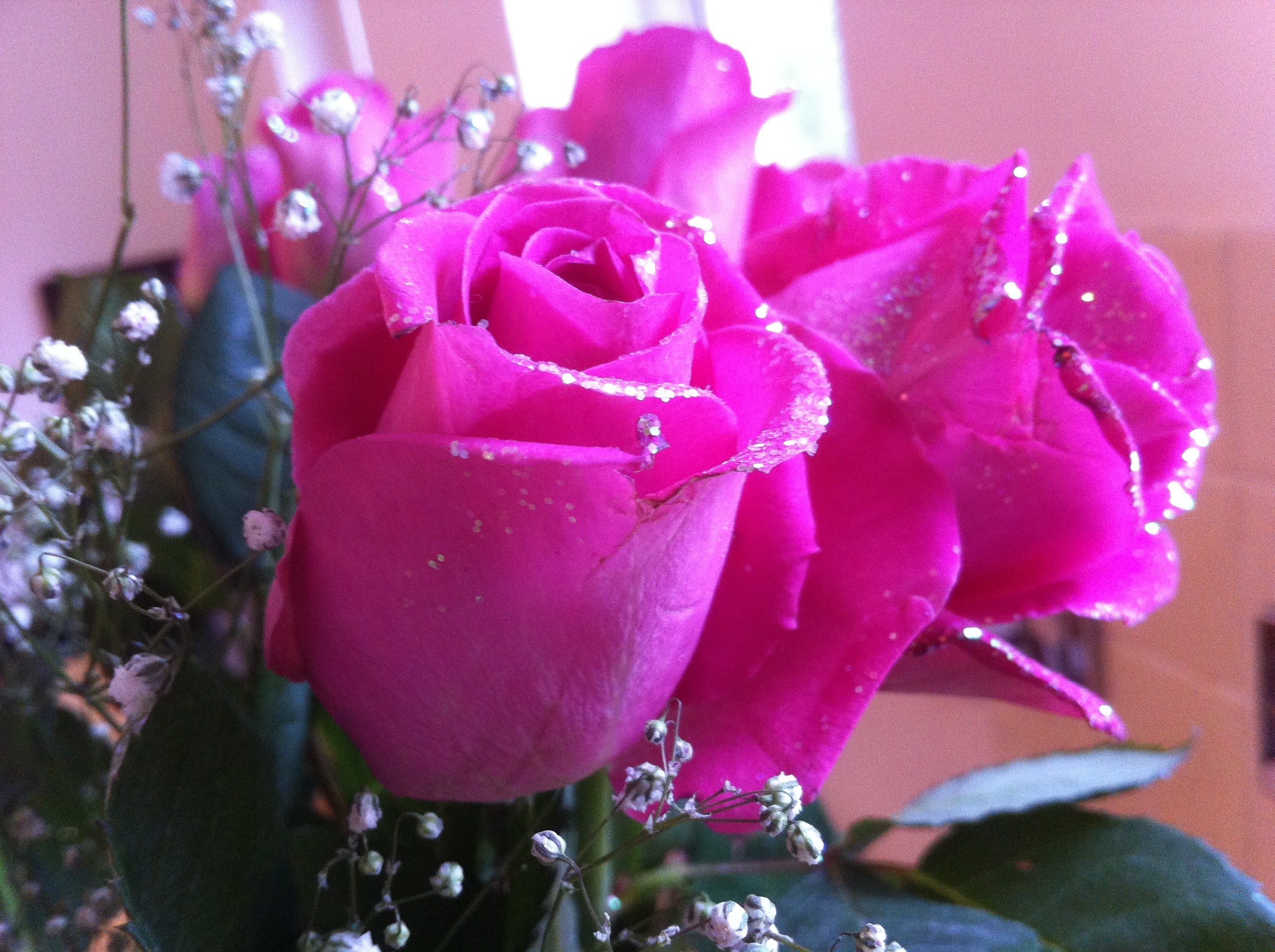 Pink Rose iPhone | The Mummy Whisperer Blog