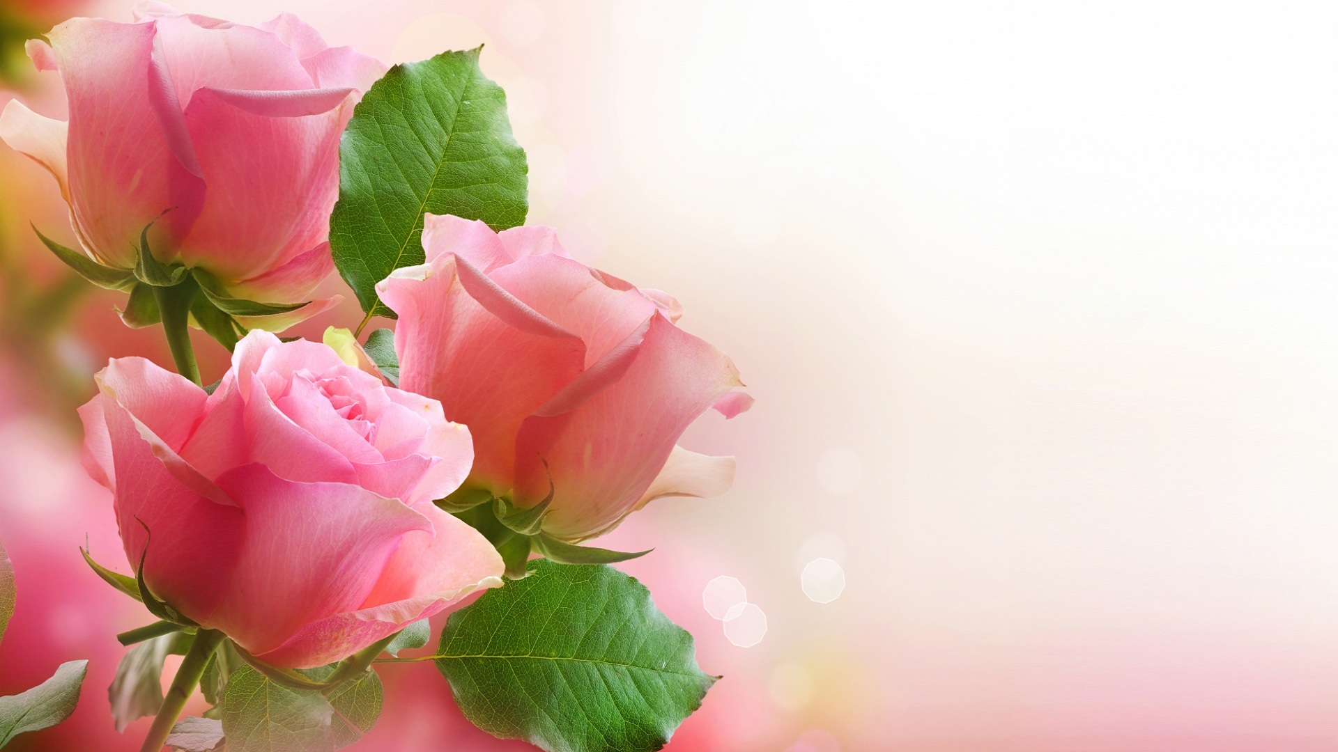 Pink Rose , Wallpapers and Pictures for desktop and mobile