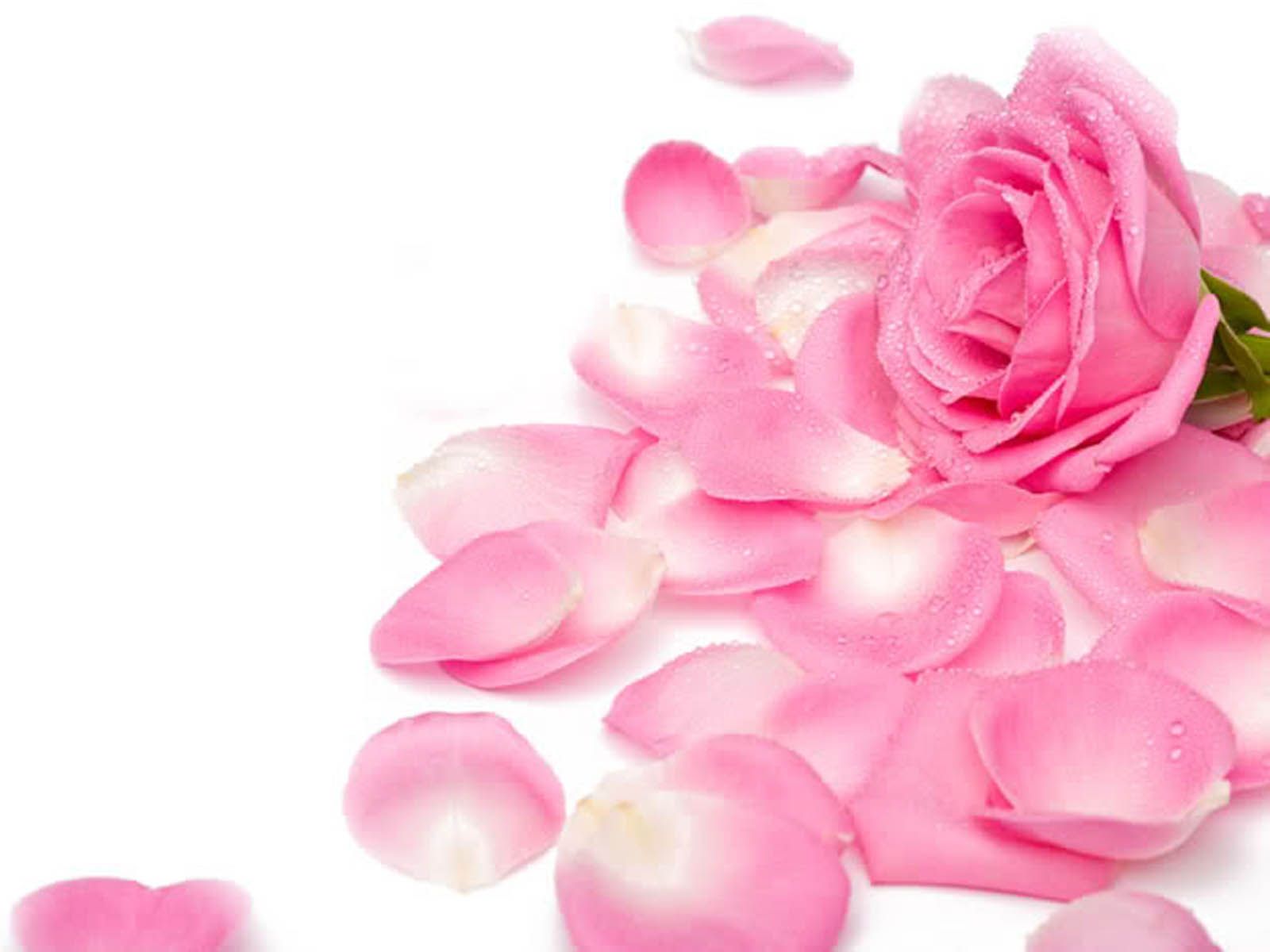 Pink Rose Backgrounds, TOP66 Collection – download free