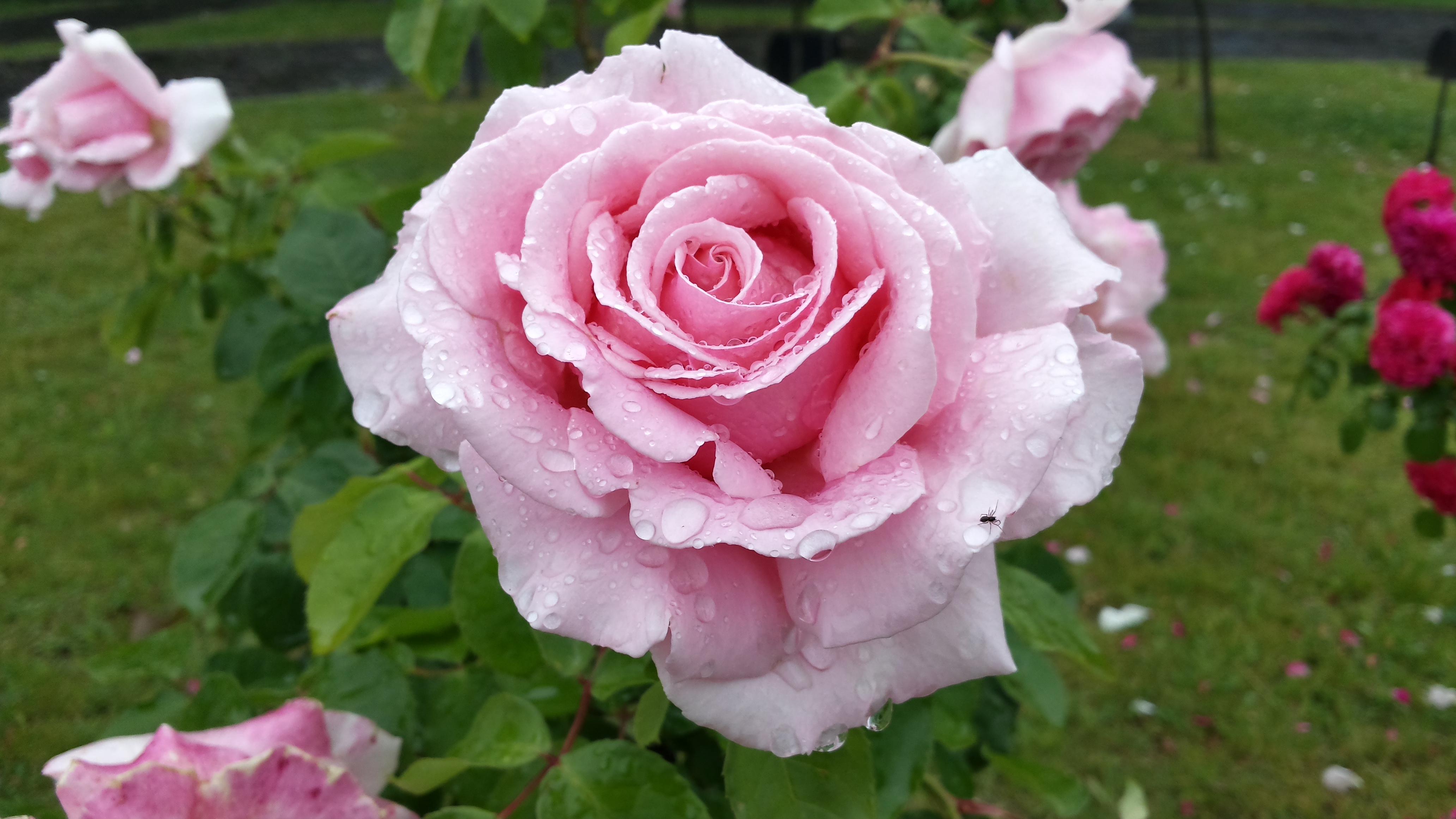 File:Light pink rose.1.jpg - Wikimedia Commons