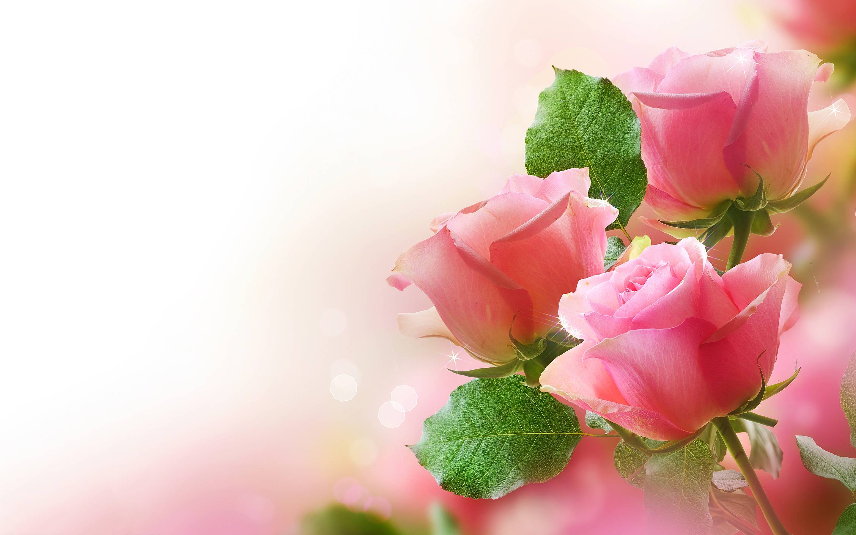 Download Free Pink Rose Wallpapers 2880x1800 for PC & Mac, Tablet ...