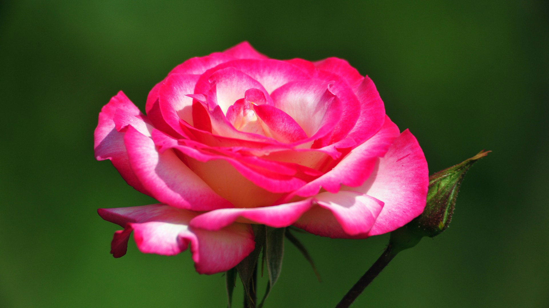 Awesome Beautiful Pink Rose Flower Images Full Hd Pics Widescreen ...