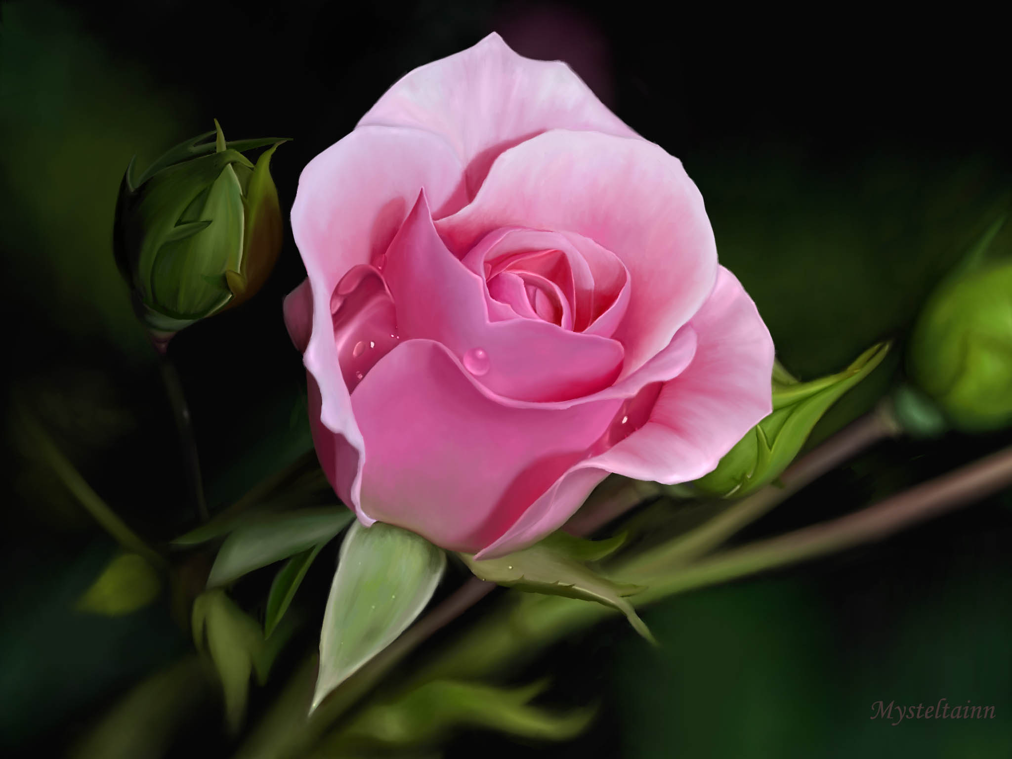 Pink Rose Picture Hd 2048x1536 - Full HD Wall