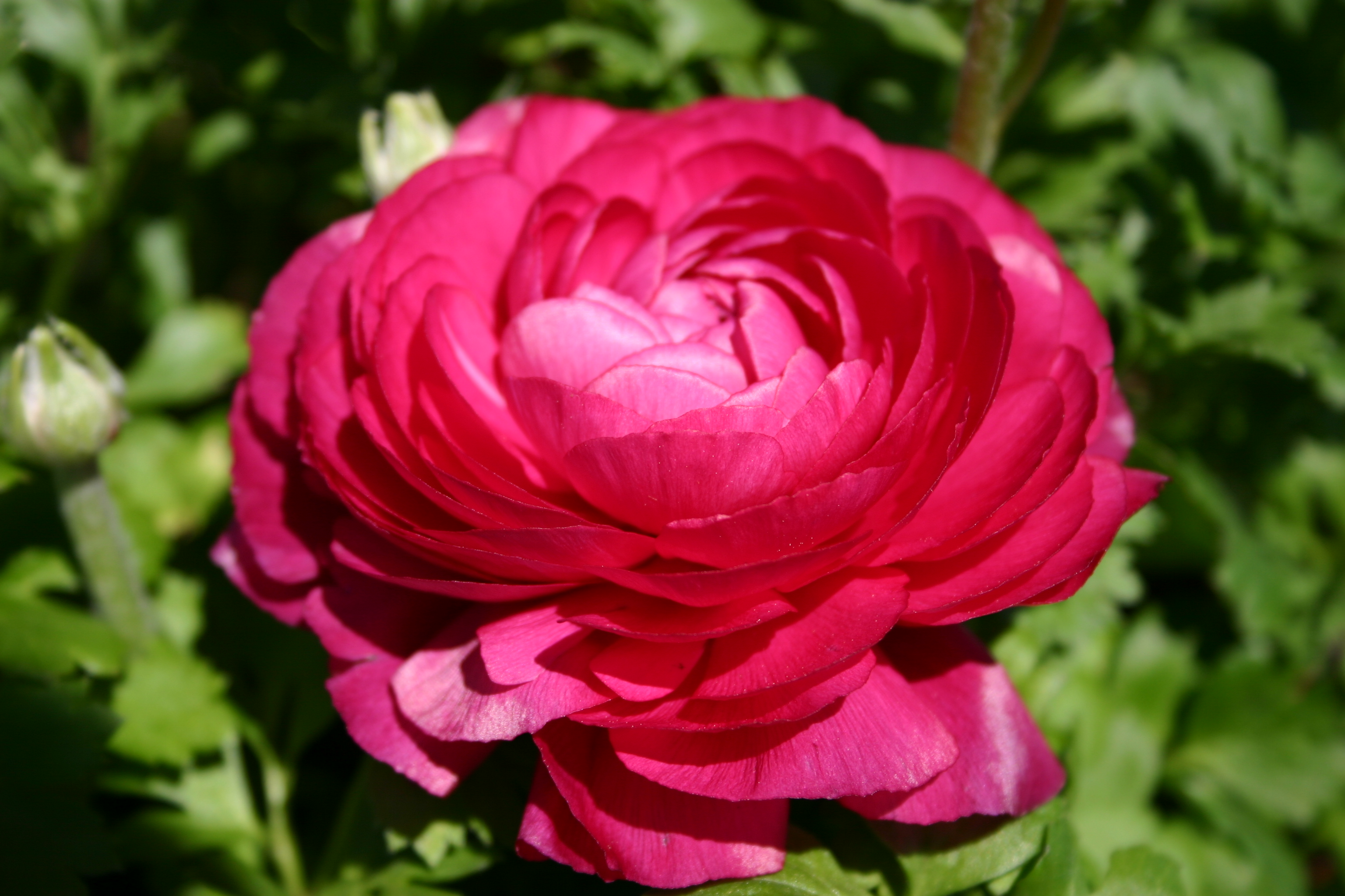 Pink Rose, Flower, Pink, Rose, HQ Photo