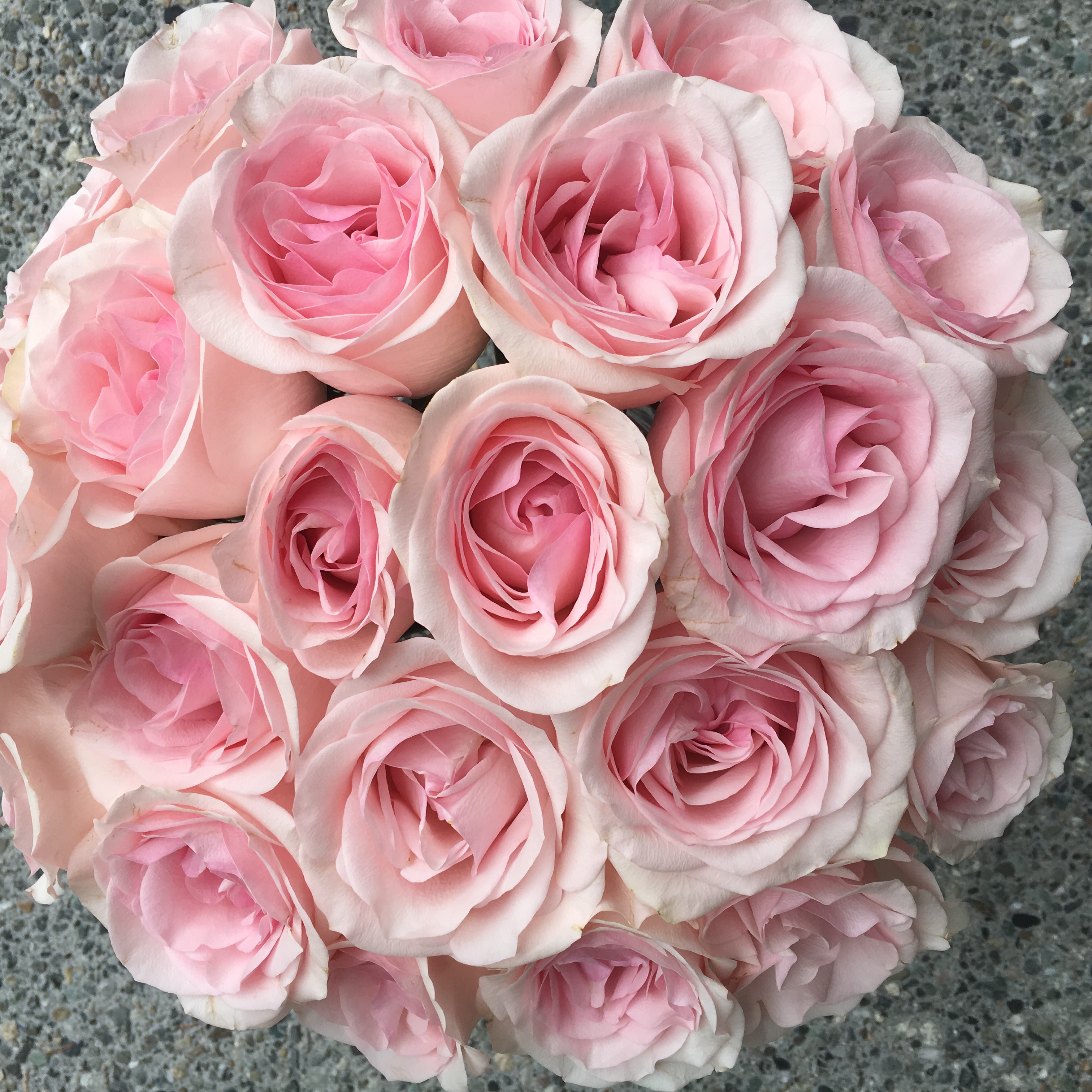 Pink Rose Study with Amato Wholesale | Flirty Fleurs The Florist ...