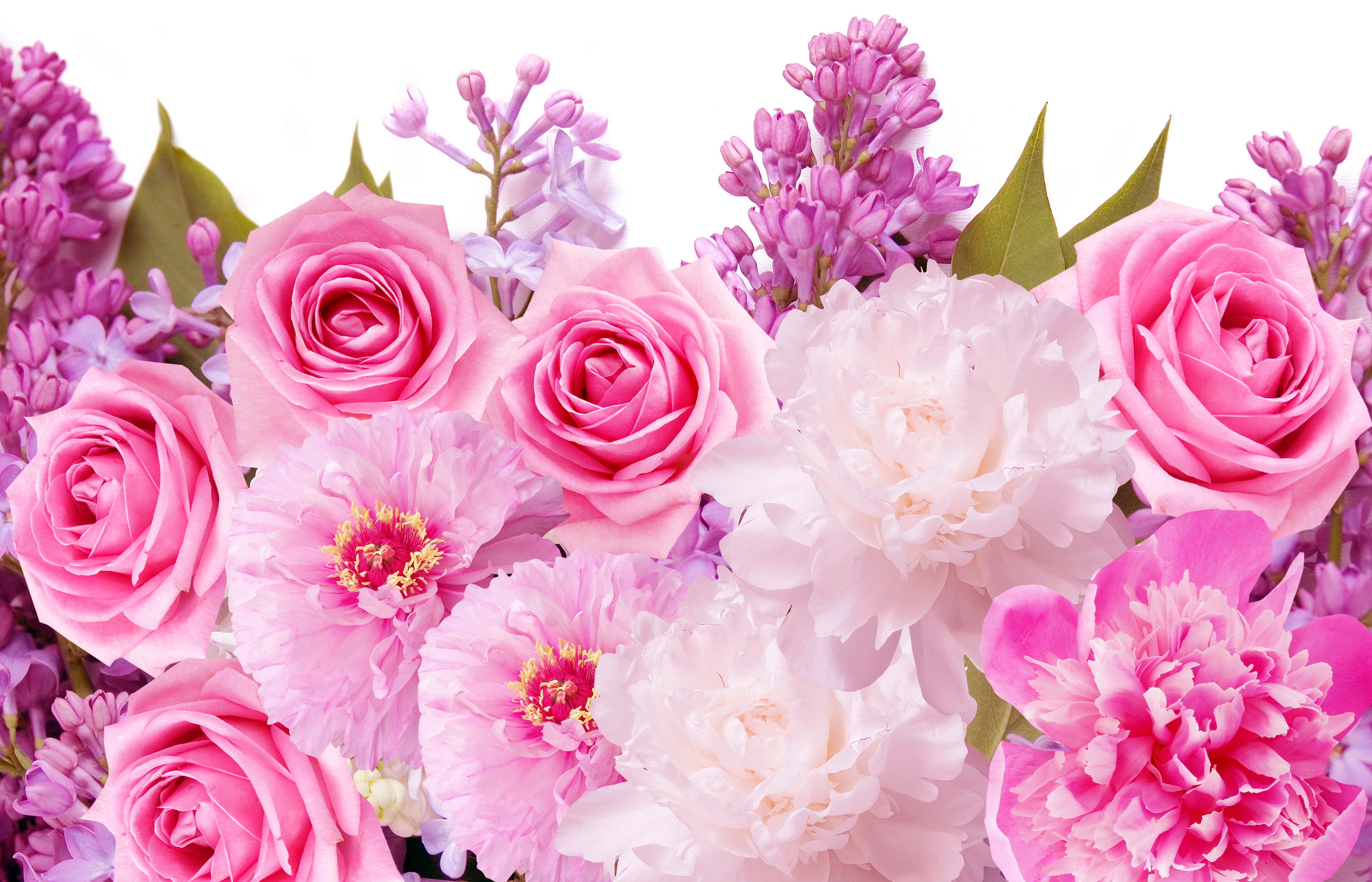 Flowers Beautiful Pink Rose wallpapers (Desktop, Phone, Tablet ...