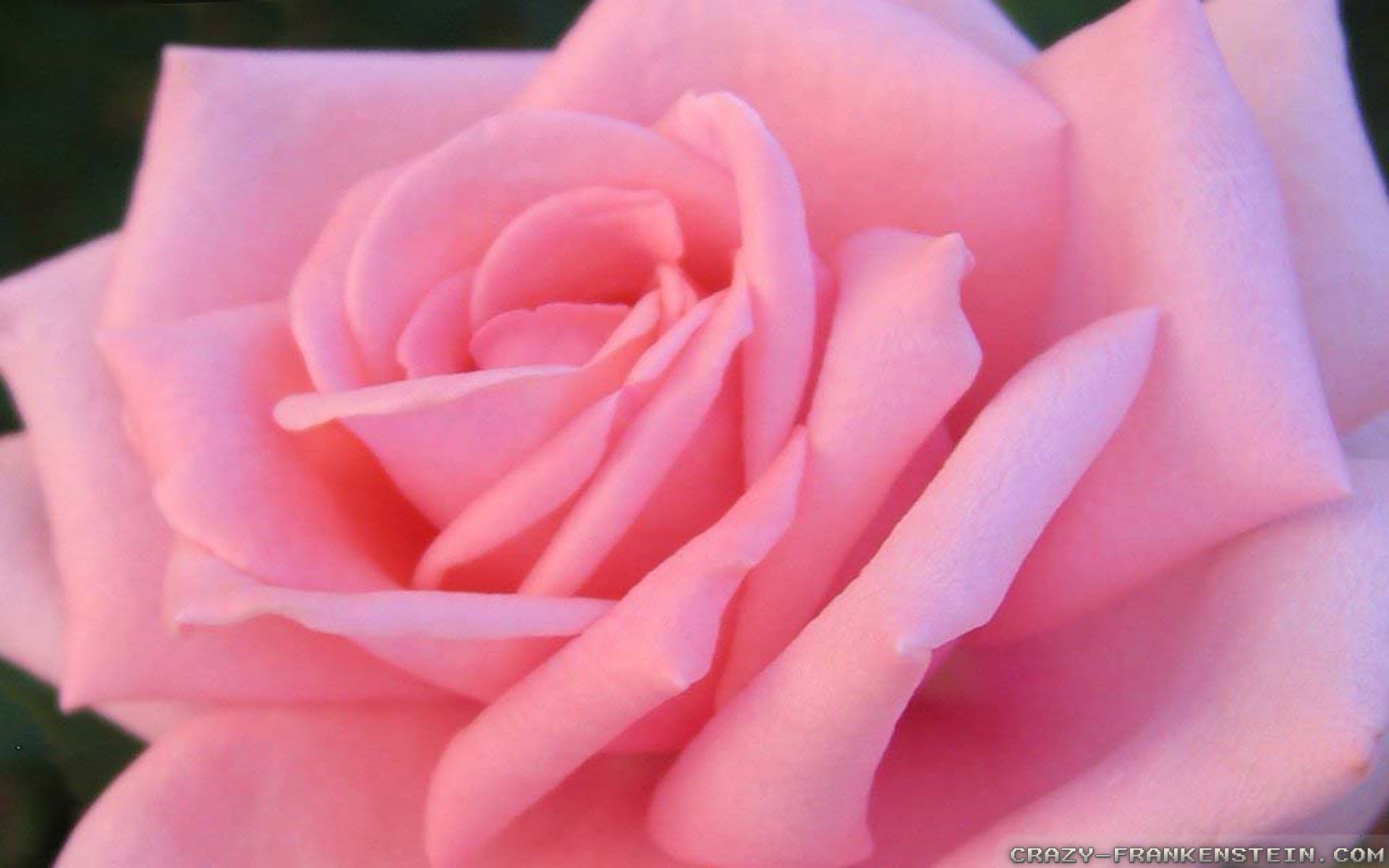 Other: Close Pink Rose Closeup Lovey Cool Pretty HDR Wallpaper for ...