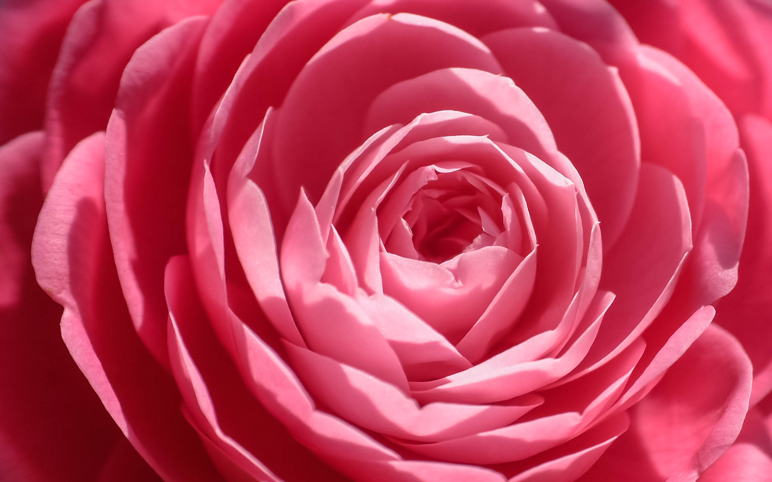 Wallpaper Pink rose, Close up, HD, Flowers, #4226