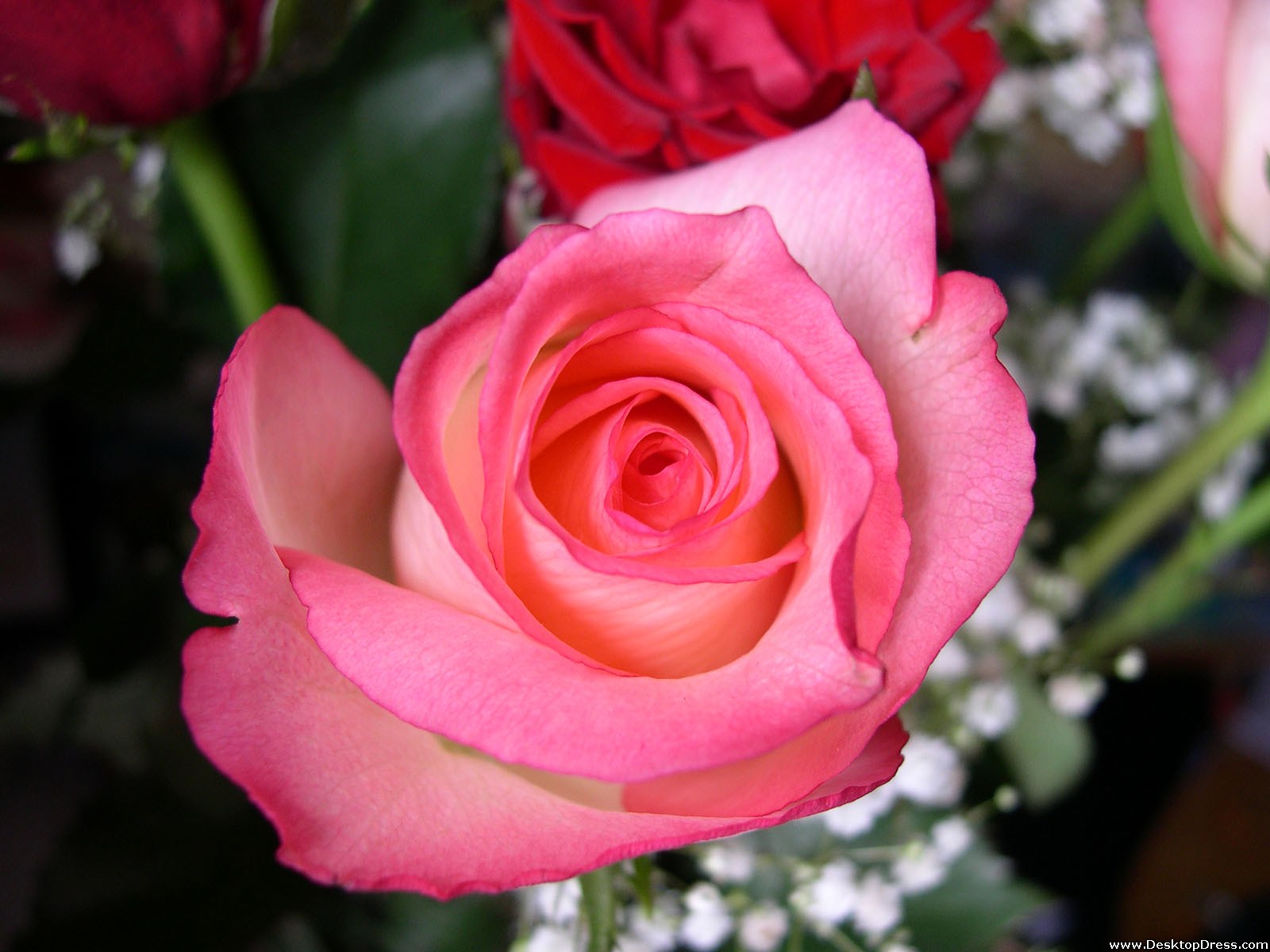 Desktop Wallpapers » Flowers Backgrounds » Pink Rose Close Up » www ...