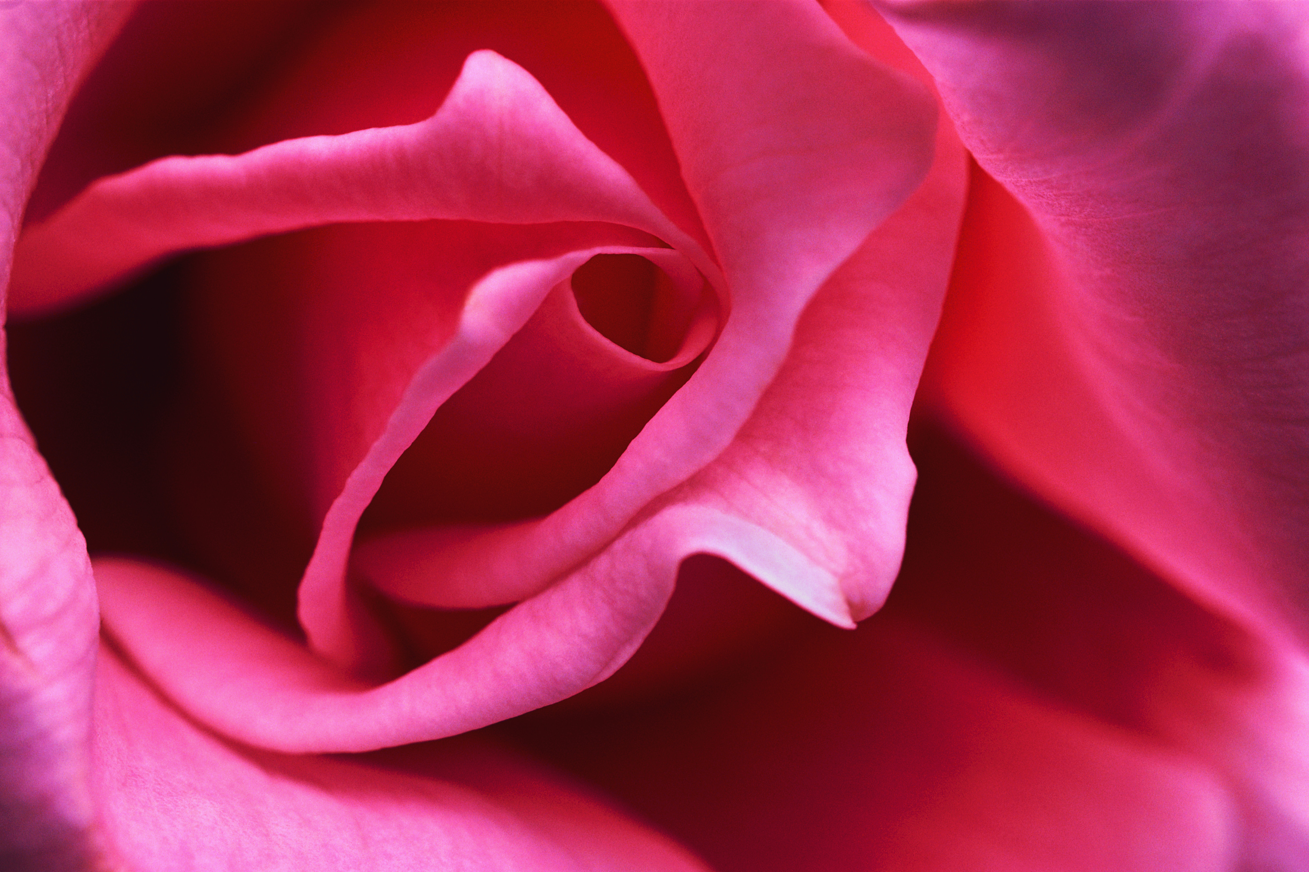 Close-up View of a Pink Rose | Macmillan Dictionary Blog