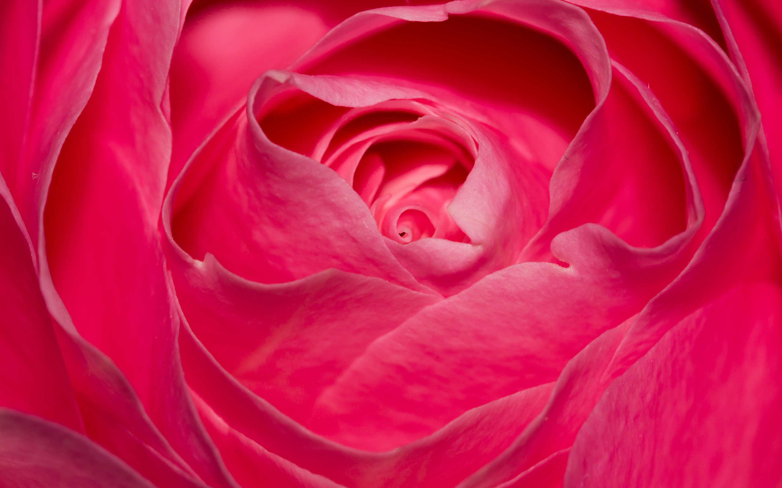 Wallpaper Pink rose, Rose flower, Pink, Closeup, HD, Flowers, #1517