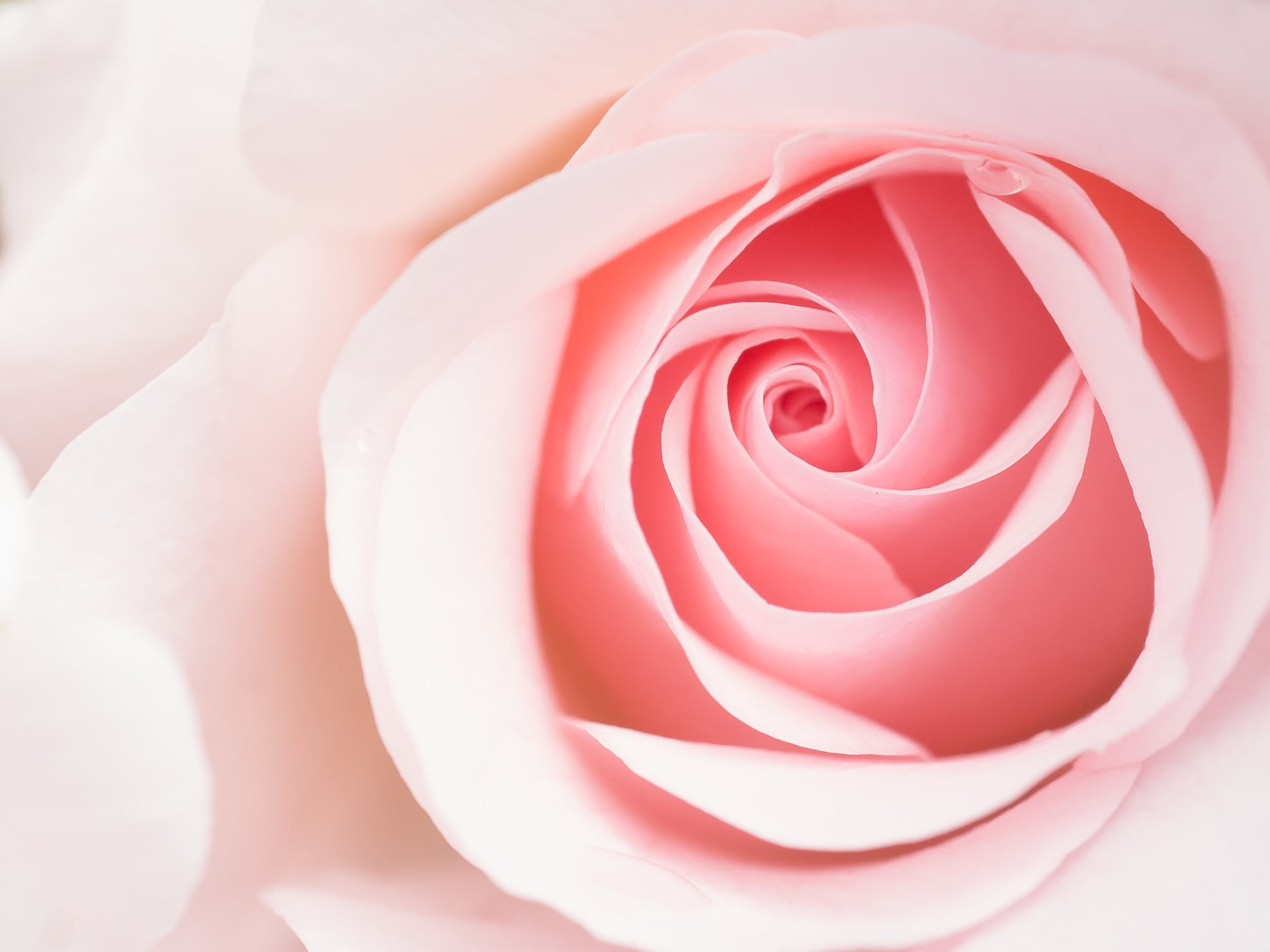 Close up photography of pink rose HD wallpaper | Wallpaper Flare