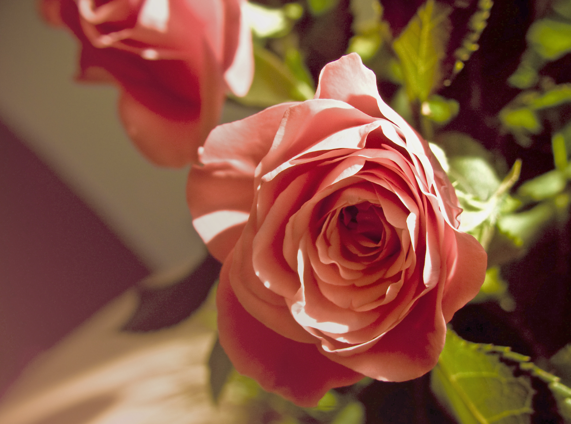 Pink rose flower photo
