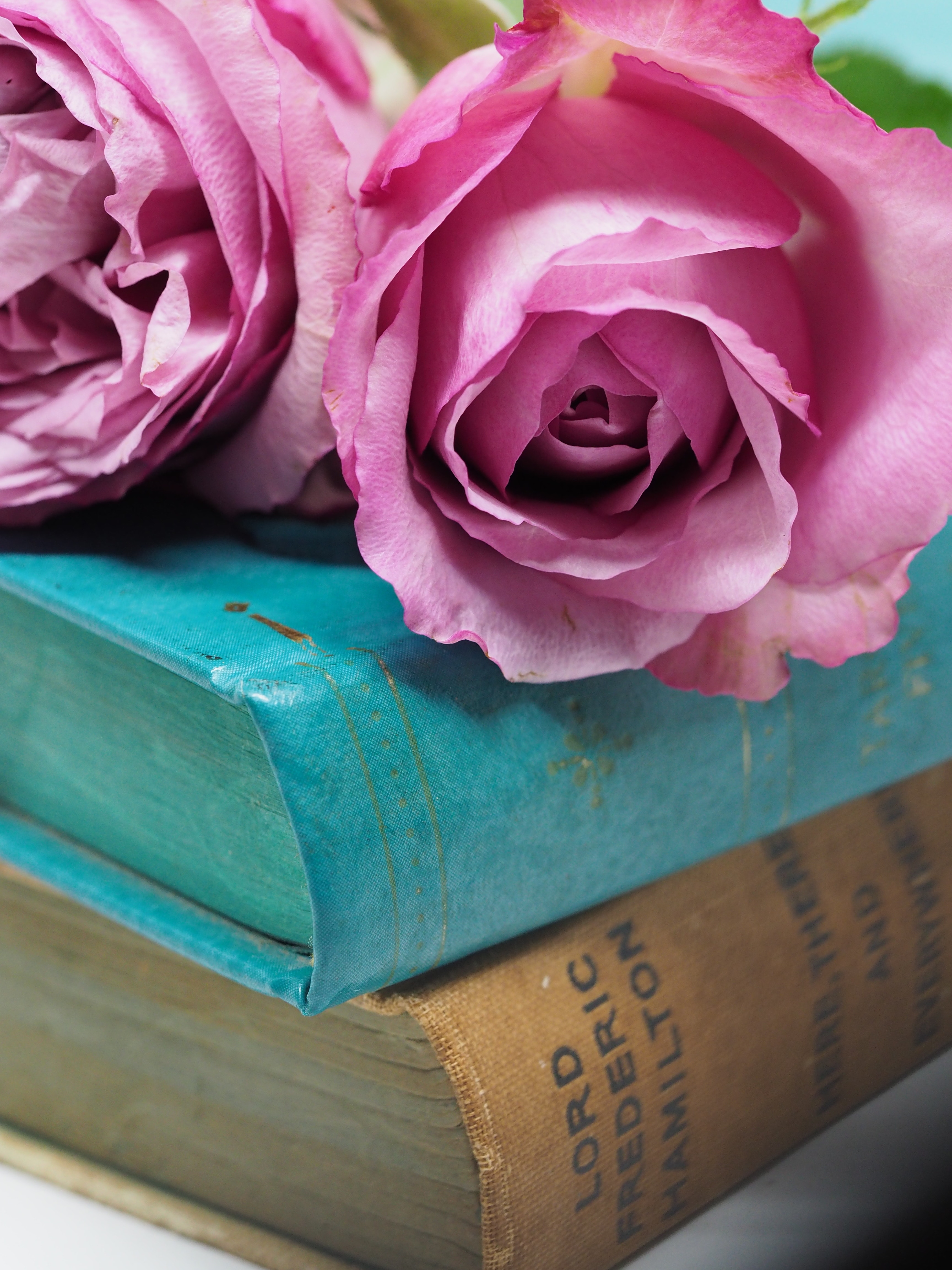 Pink rose flower on blue hardbound books photo