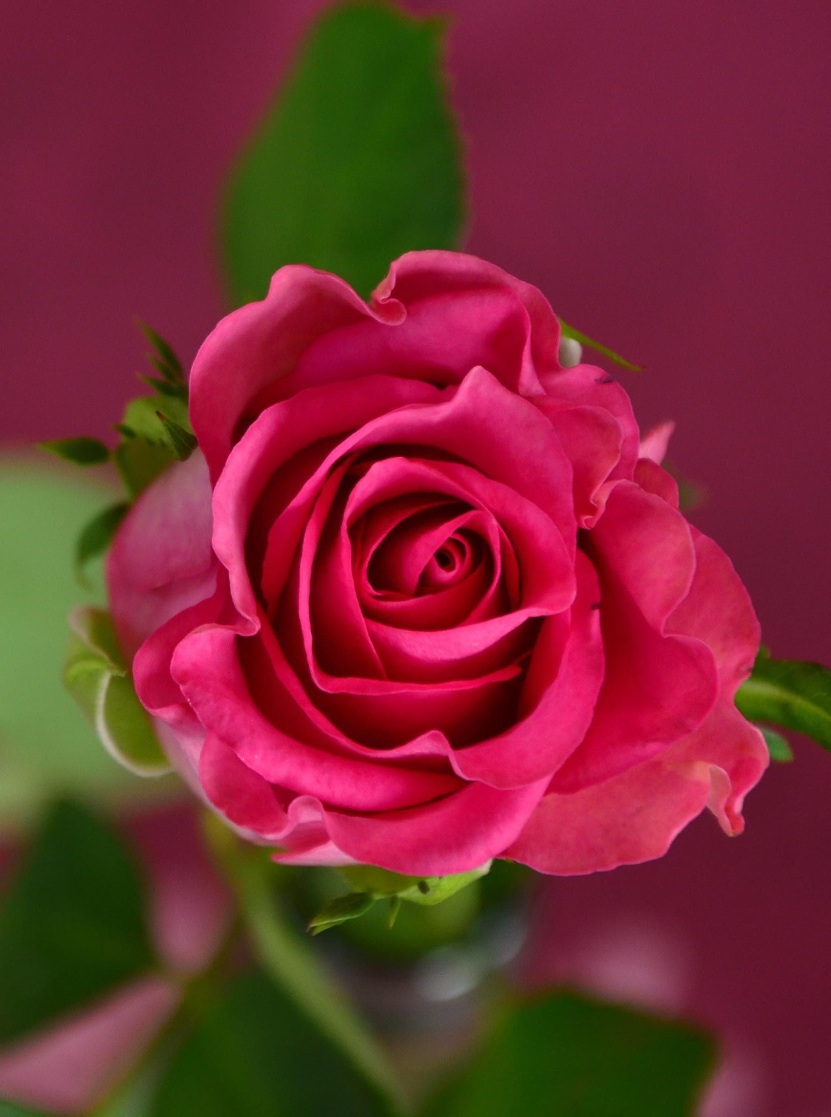 The 20 Best Flower Pictures That Will Inspire You | Rose flower ...