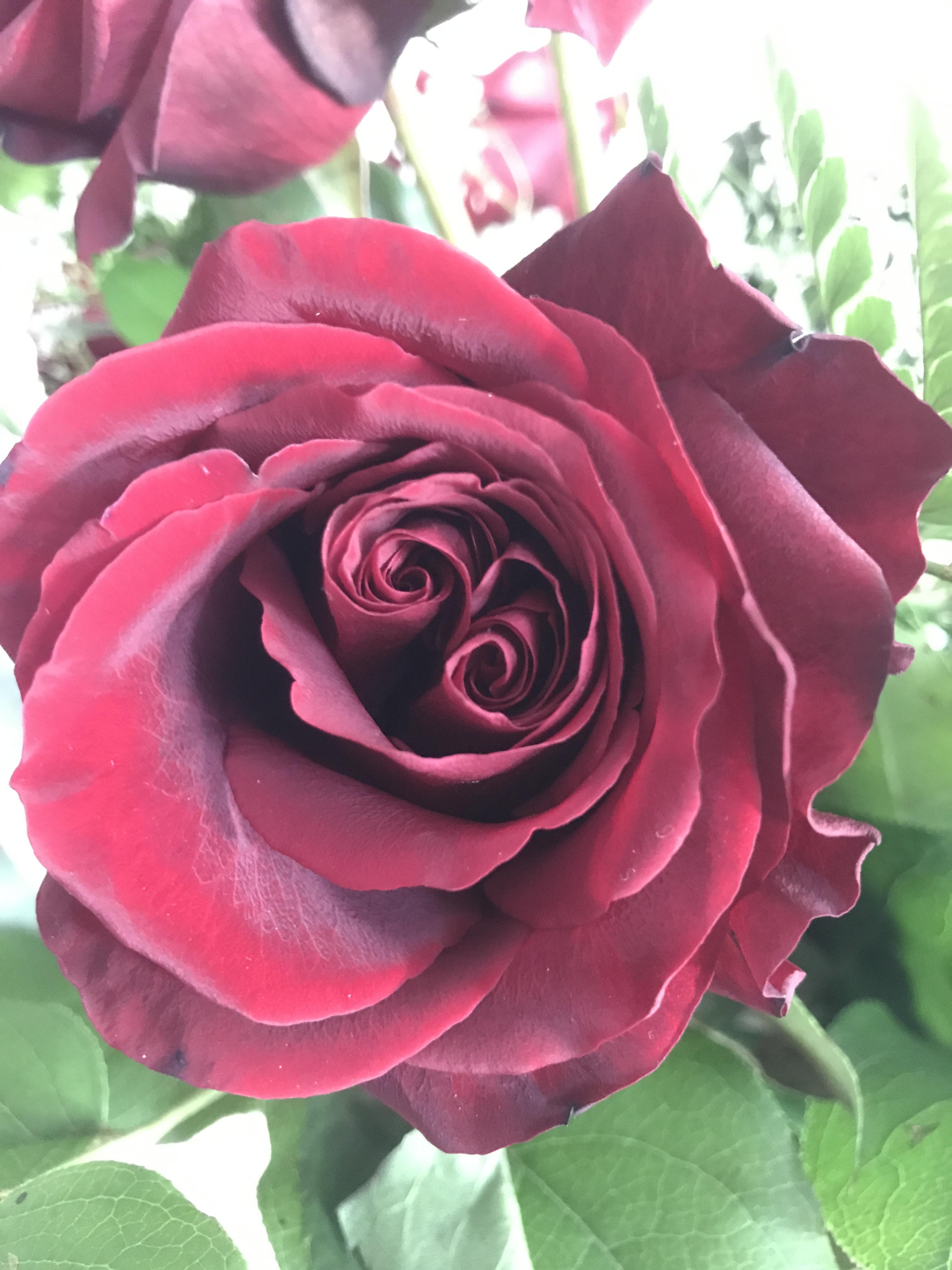 Came across a double spiral rose today - Album on Imgur