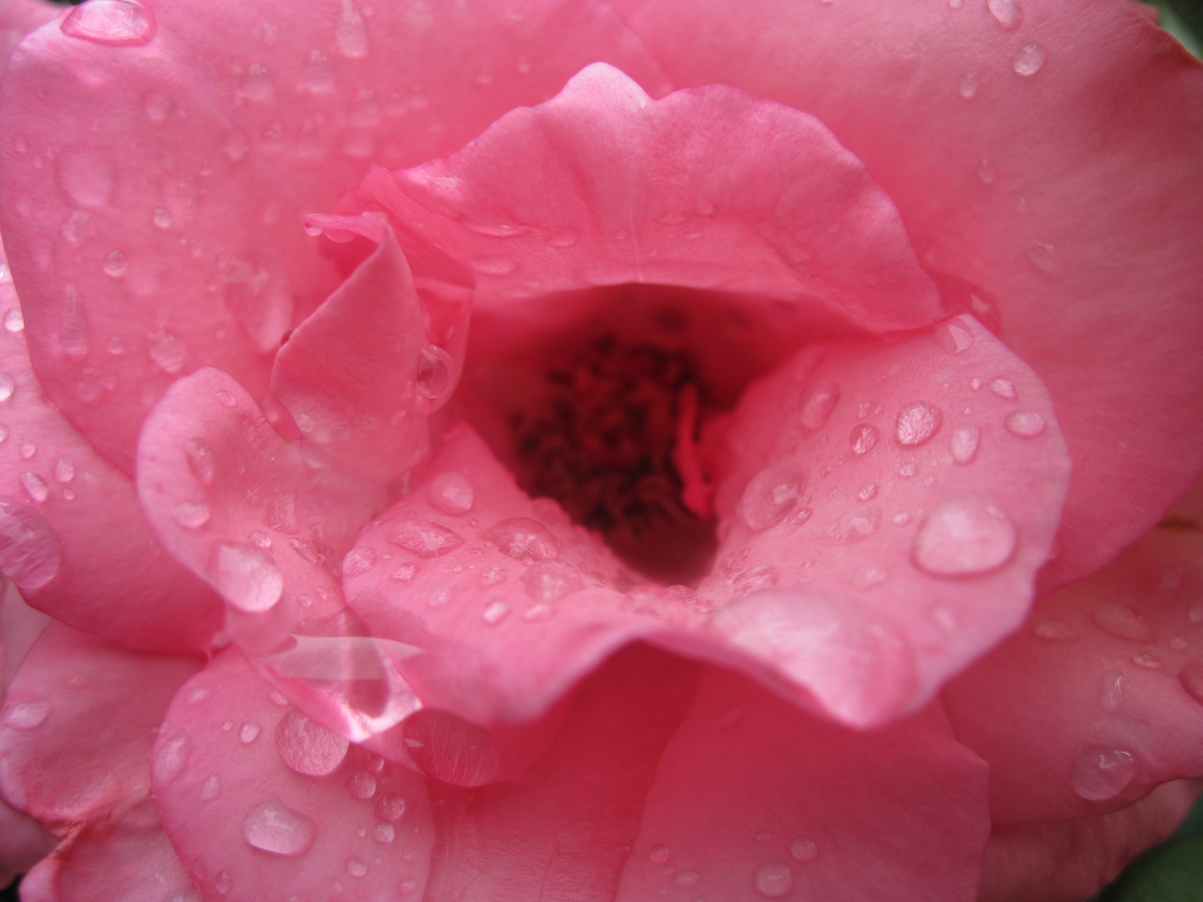 Pink rose with water drops close-up photo