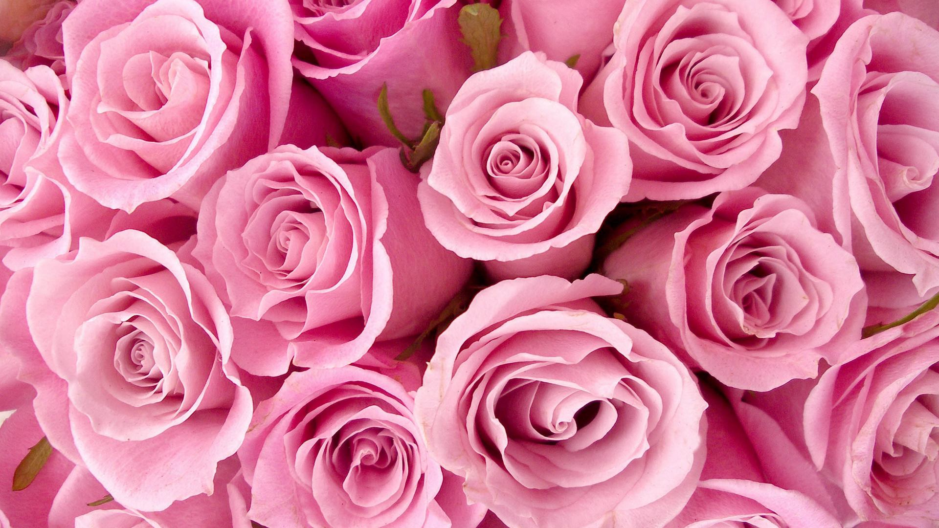 Flowers Pink Roses wallpapers (Desktop, Phone, Tablet) - Awesome ...