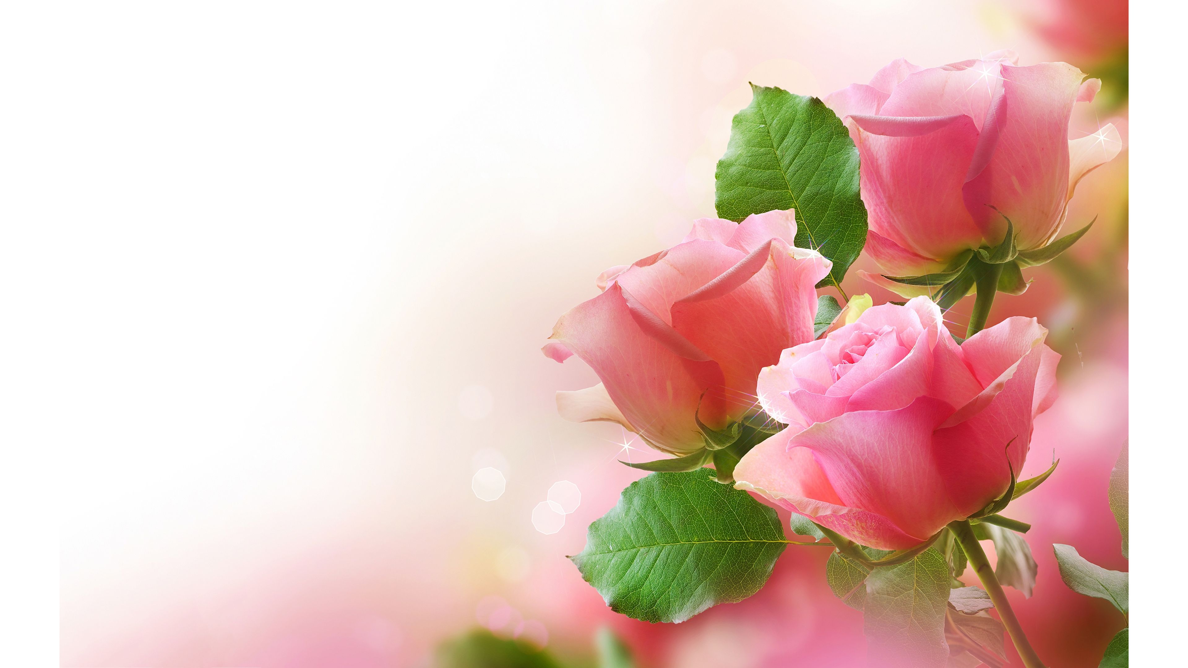 Beautiful Pink Roses 4K Wallpaper | Free 4K Wallpaper