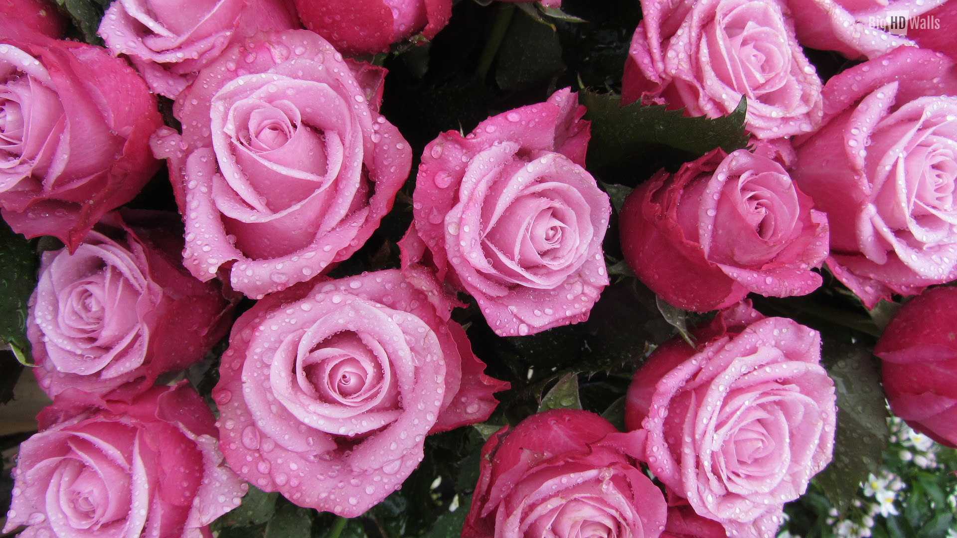 Lovely Pink Roses HD Wallpaper | BigHDWalls