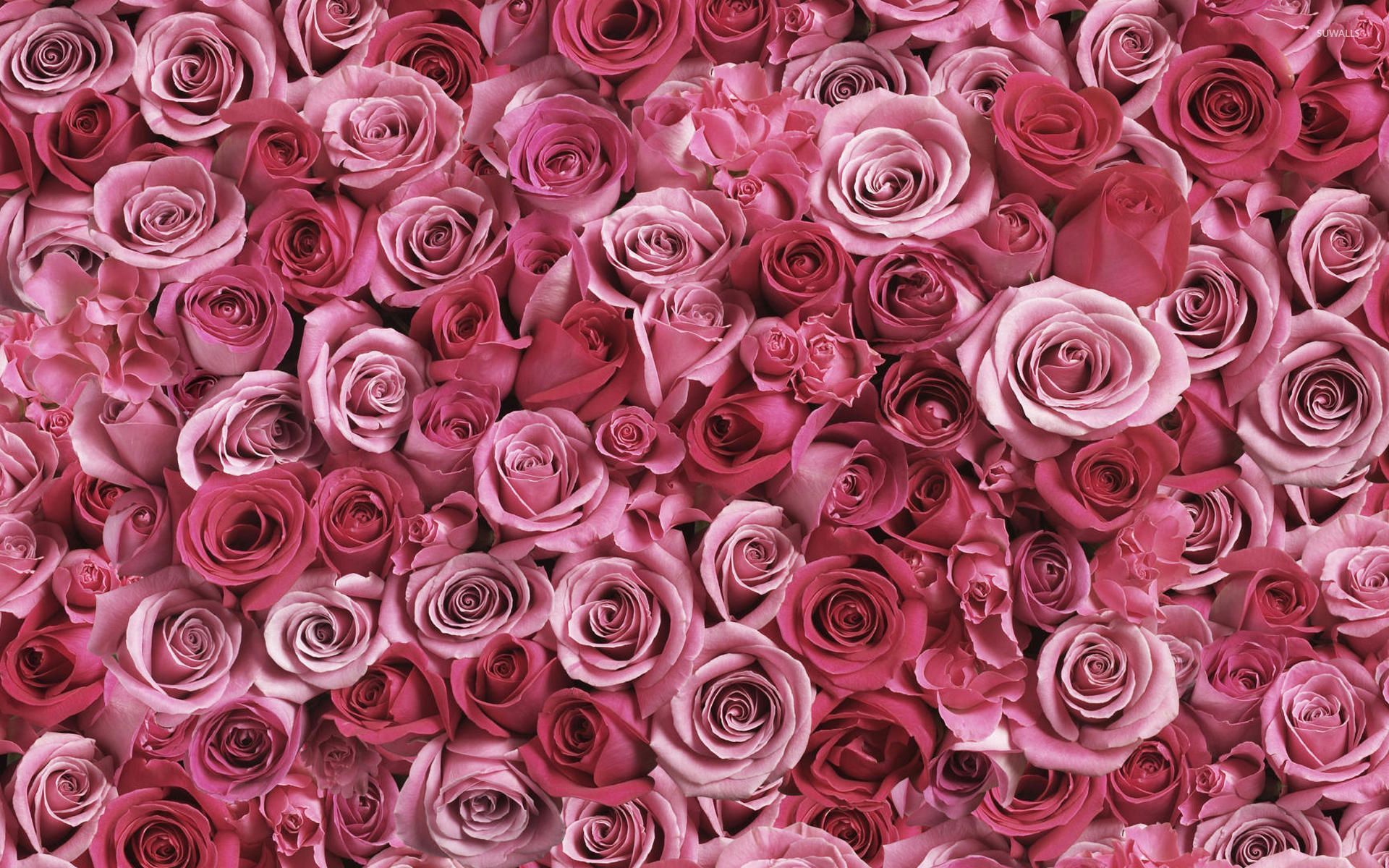 A lot of pink roses wallpaper - Flower wallpapers - #53638