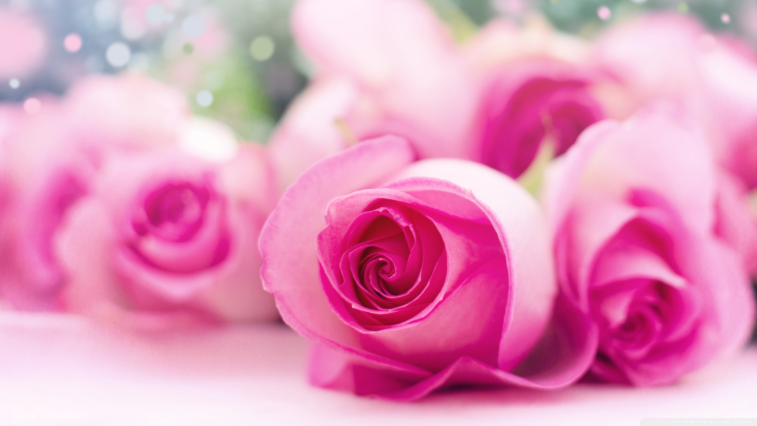 Light Pink Roses Bokeh ❤ 4K HD Desktop Wallpaper for 4K Ultra HD TV ...