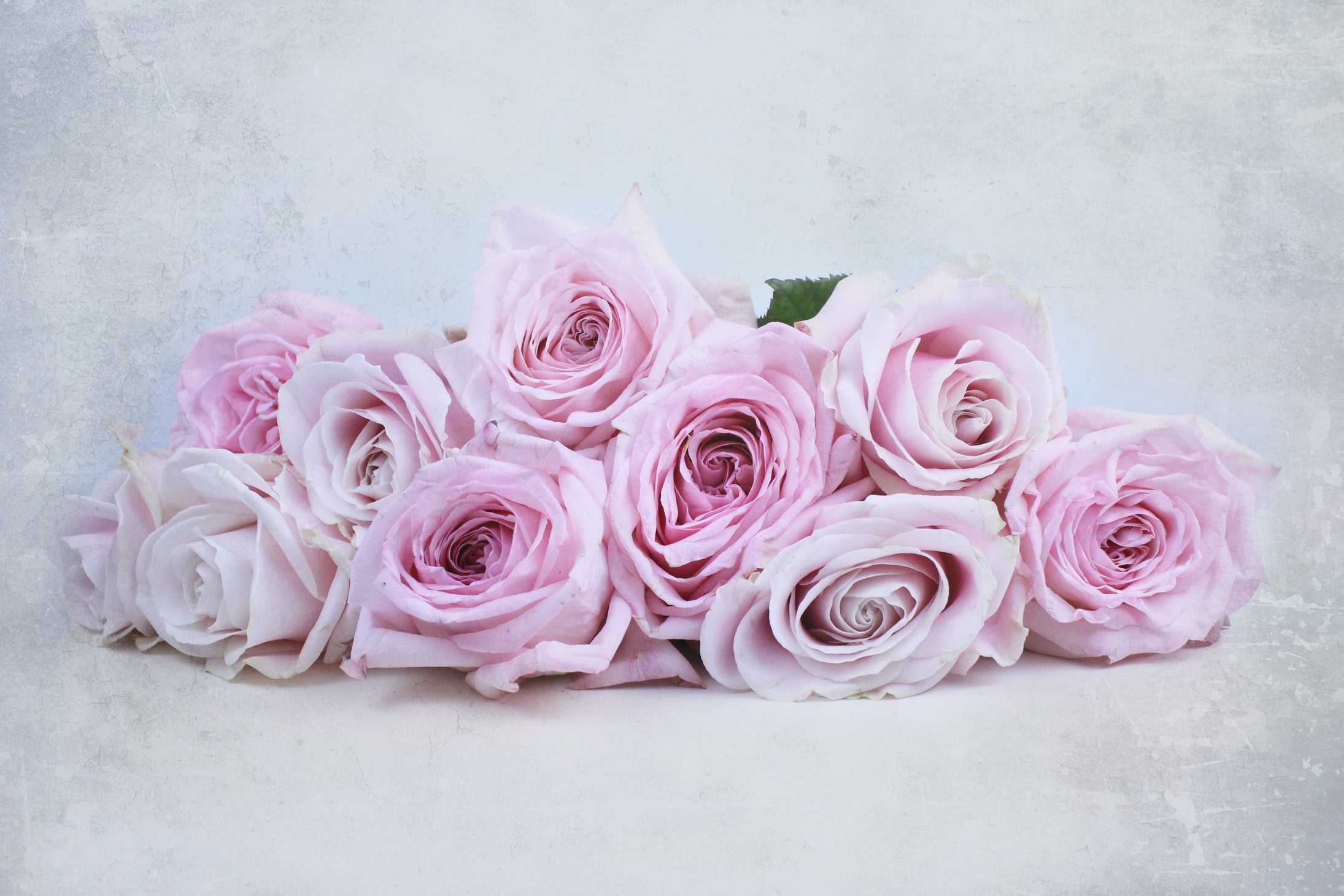Perfect pink roses: O'Hara and Avalanche - The Smell of Roses The ...